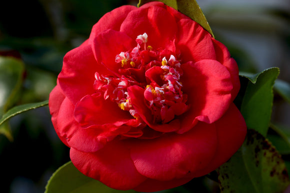 Camellia japonica 'April Tryst' at Camellia Forest Nursery.  Red spring blooming Camellia, anemone form, cold hardy.