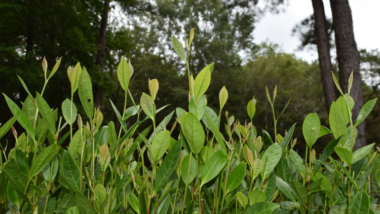 Camellia sinensis hedge