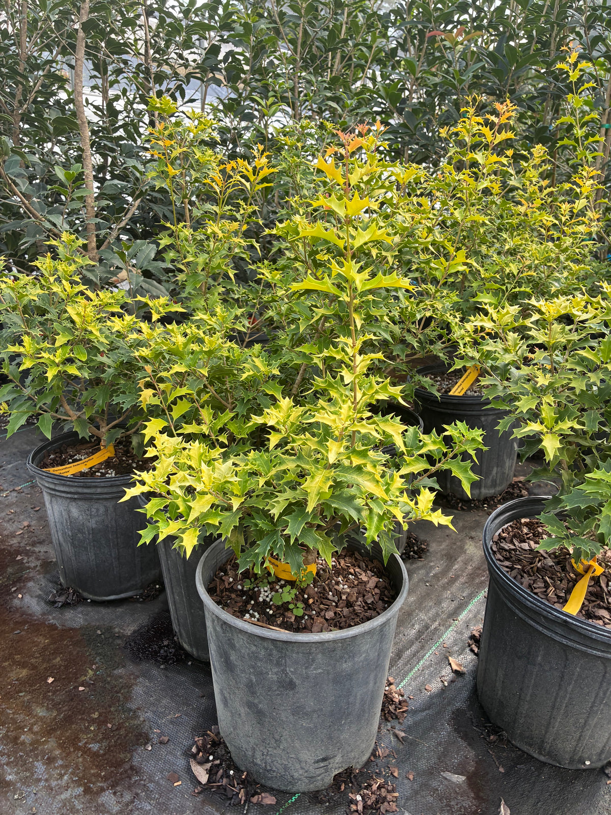 Osmanthus heterophyllus 'Aurea'
