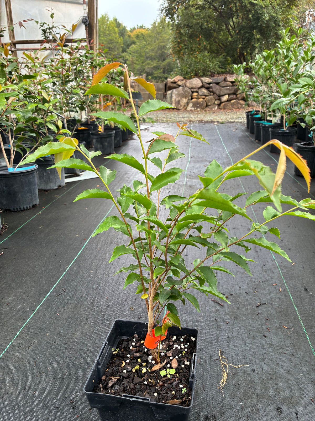 Camellia caudata