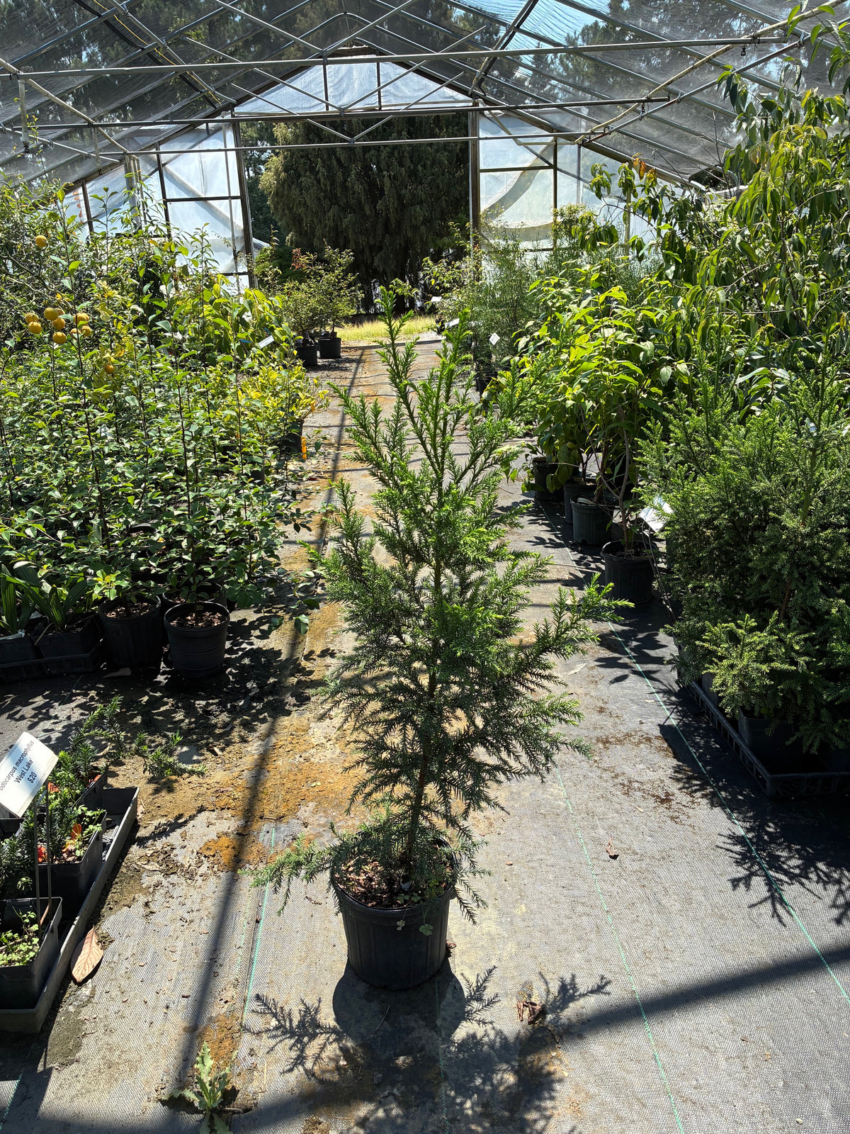 Cryptomeria japonica 'Atawhai'