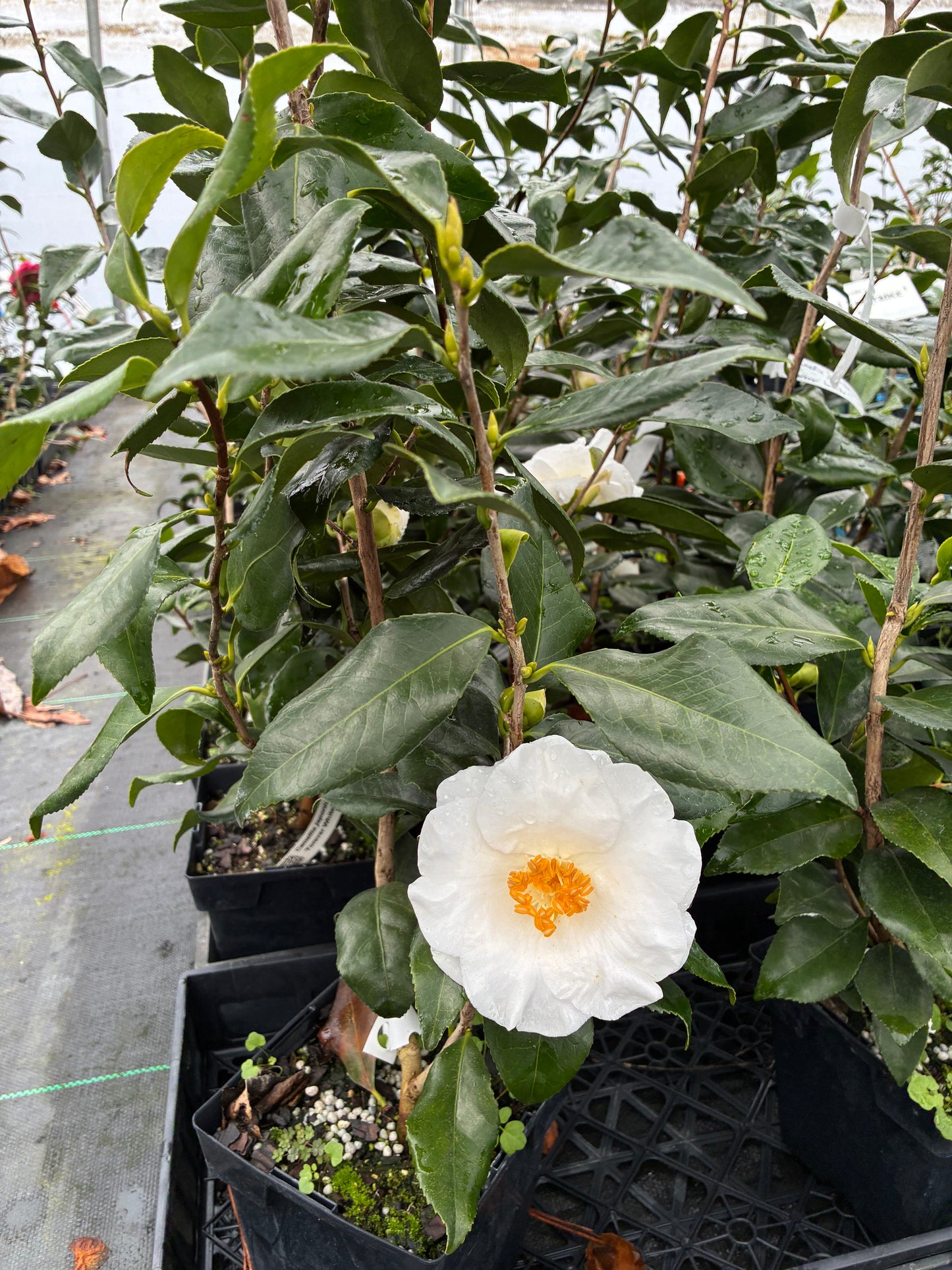 Camellia japonica 'Forever Blooming White'