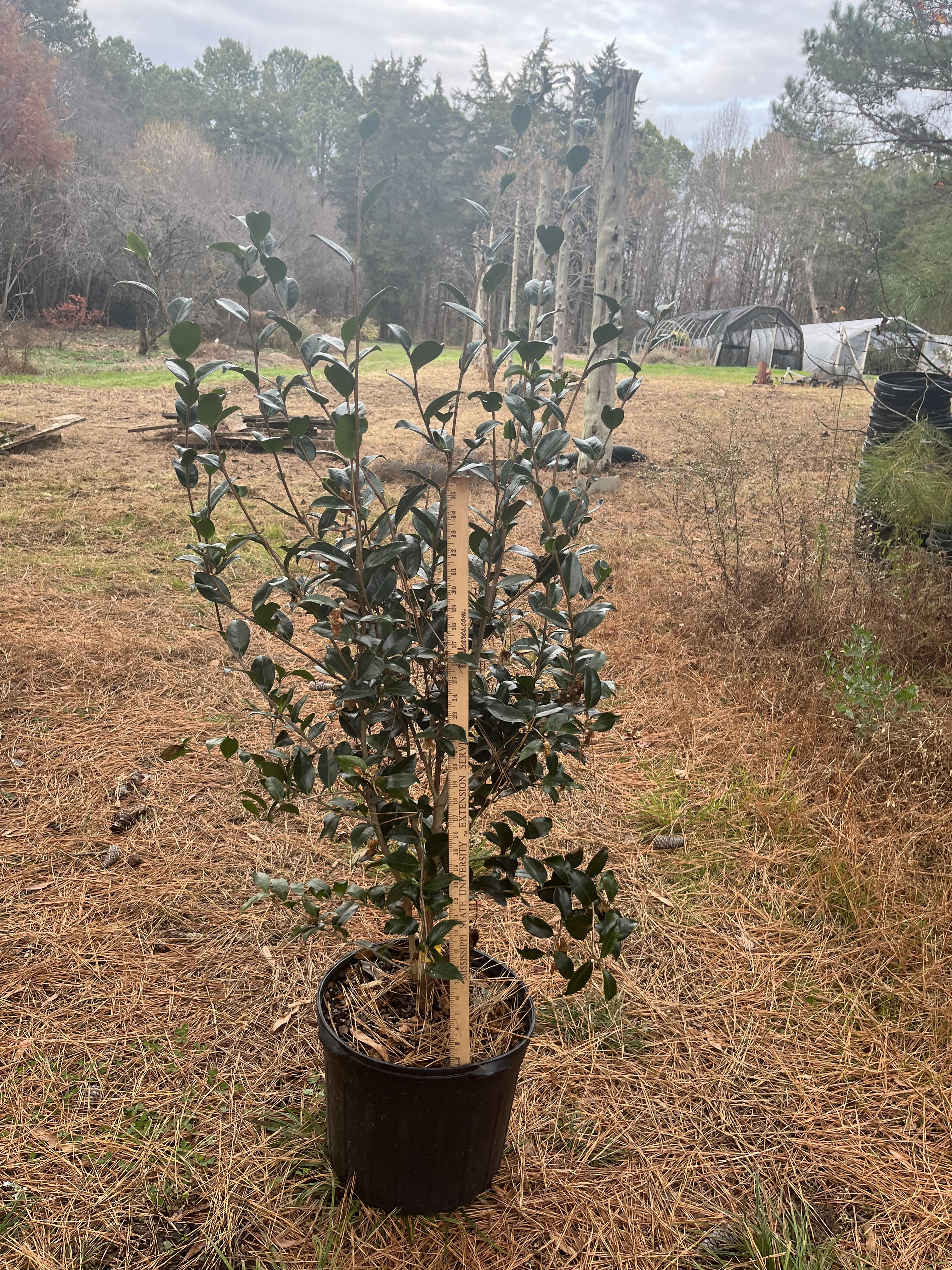 Camellia sasanqua 'Hana Jiman' 7 gallon to ship – Camellia Forest