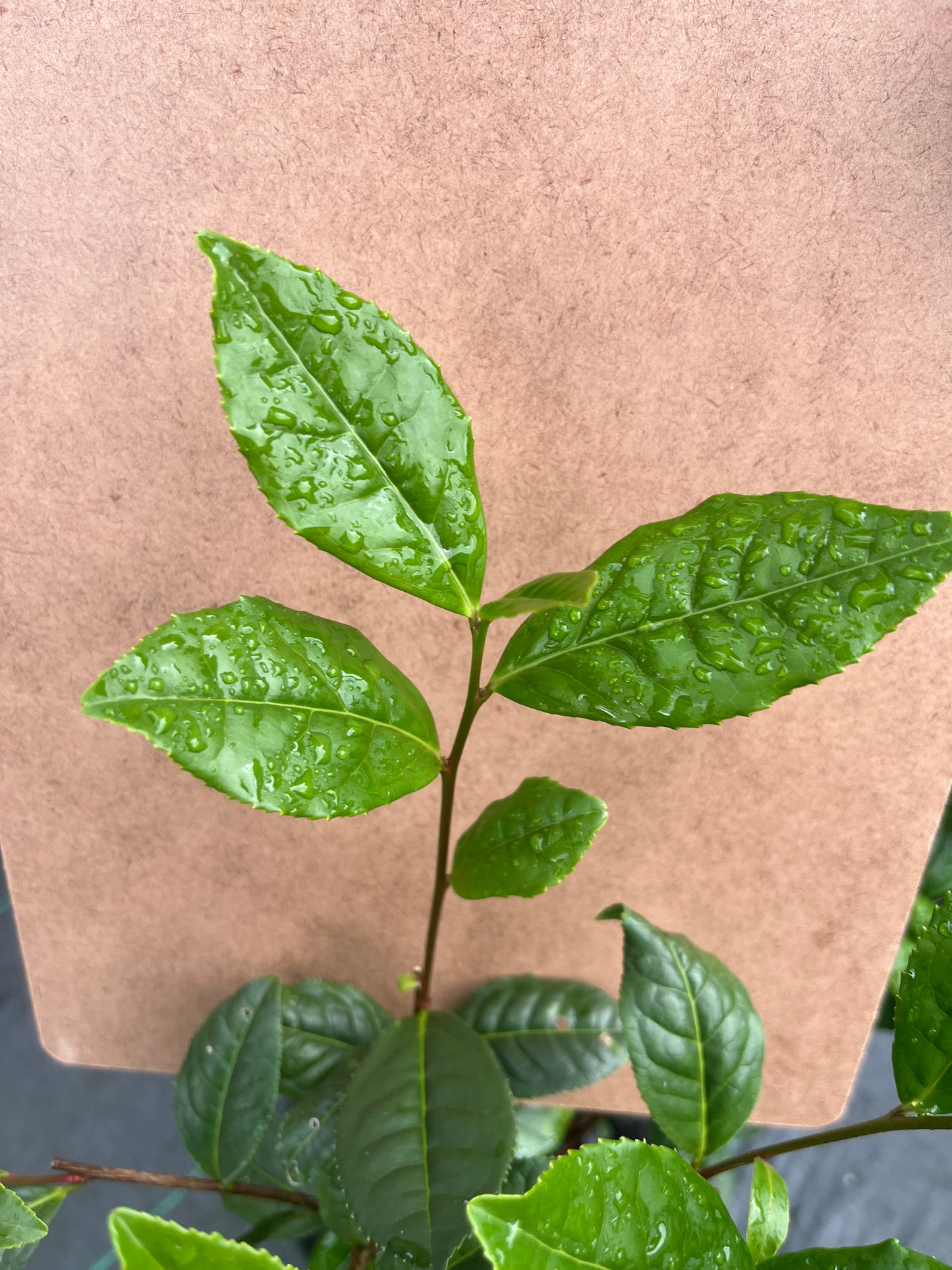 Camellia sinensis "Korea" Seedlings