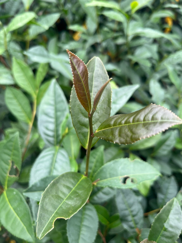 Camellia sinensis 'Biclonal TS 569'