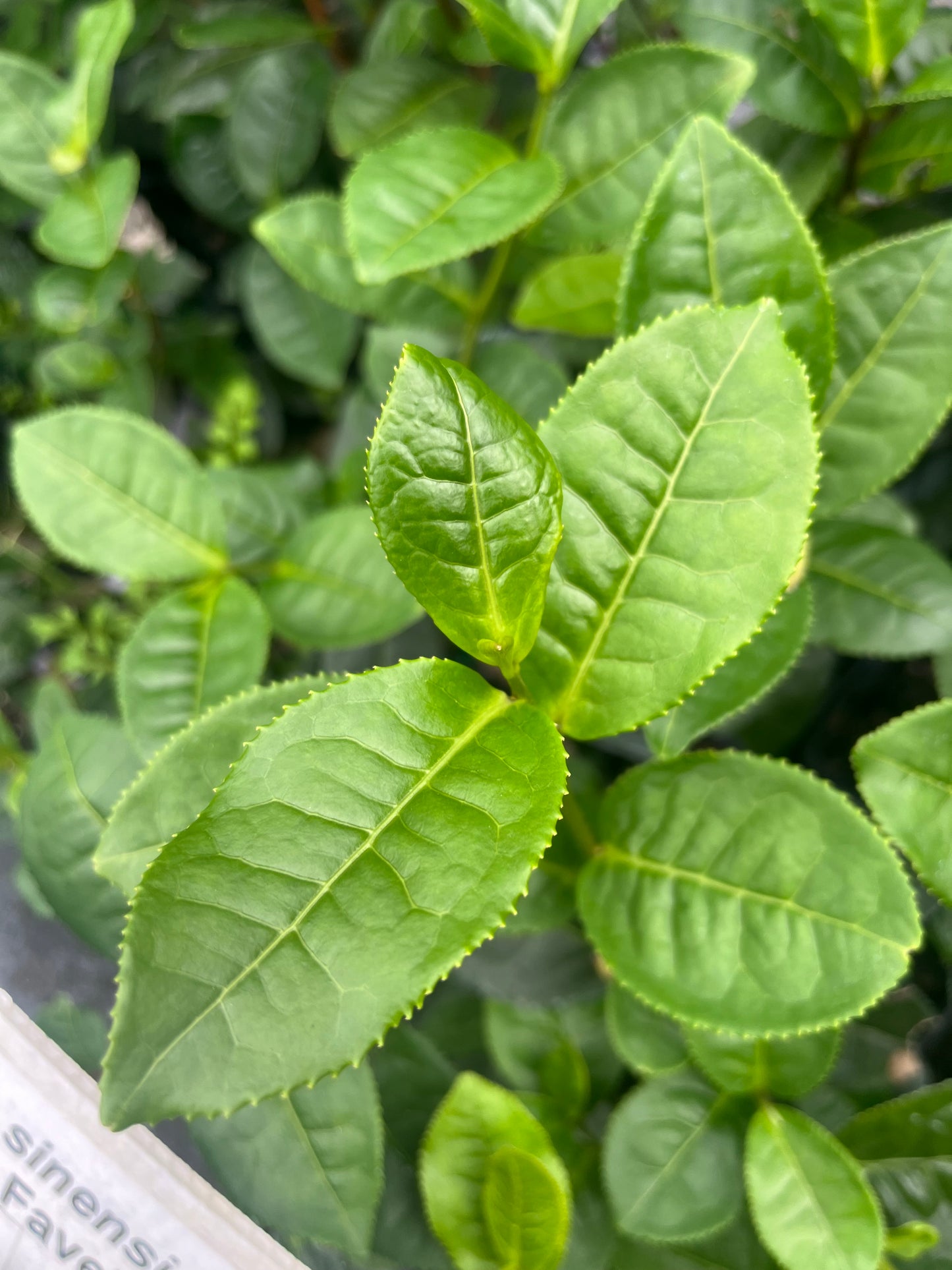 Camellia sinensis 'Dave's Fave'