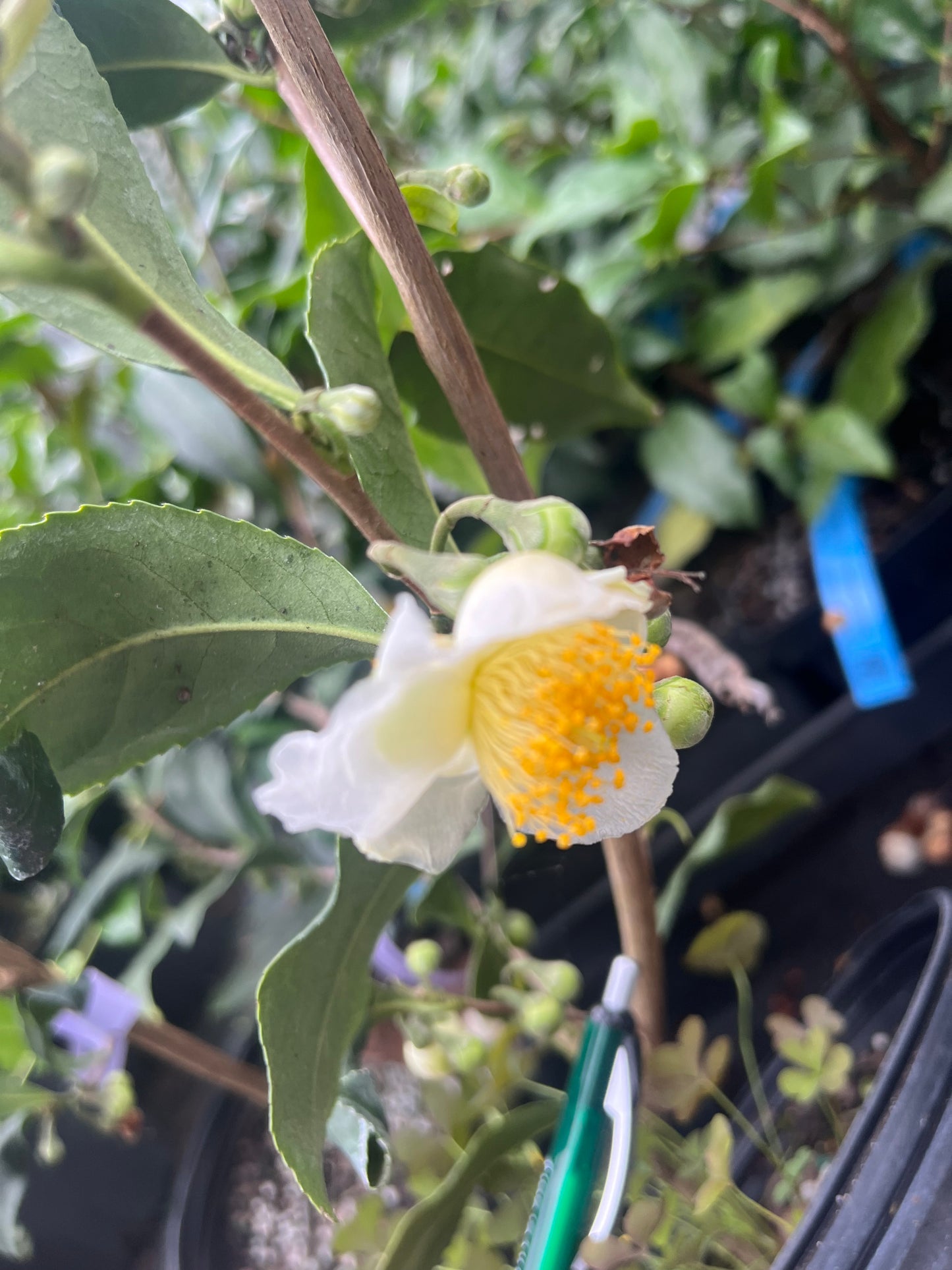 Camellia ptilophylla