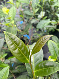 Camellia sinensis var assamica