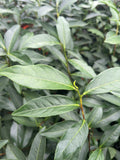 Camellia sinensis 'Chia Tsao'