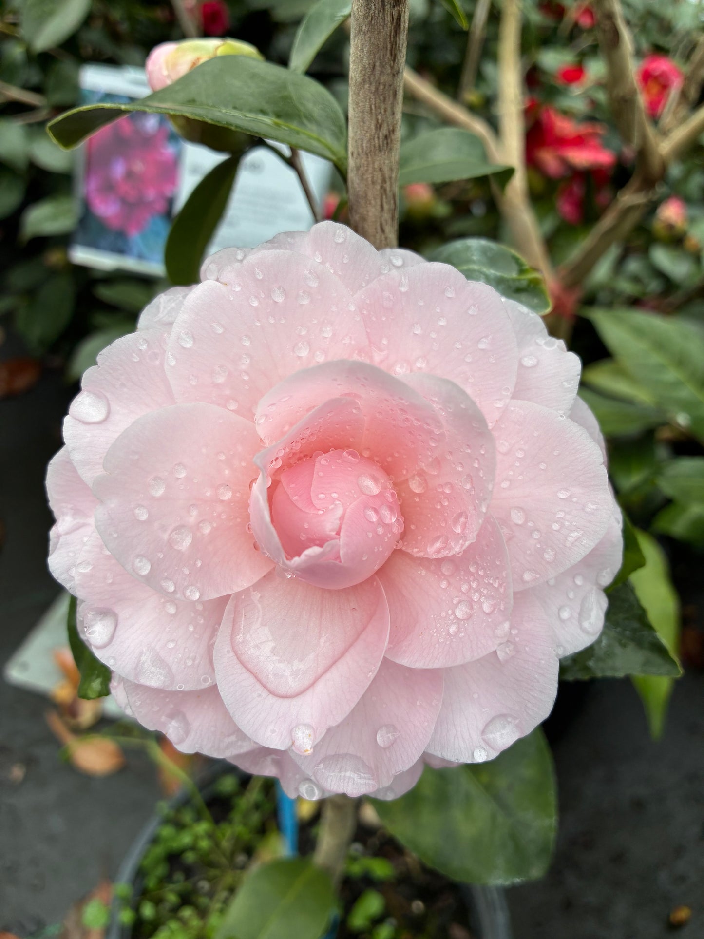 Camellia japonica 'Ramona'
