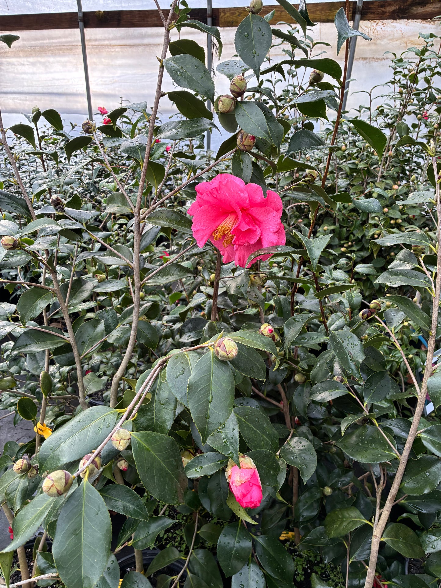 Camellia japonica 'Kishu Tsukasa'