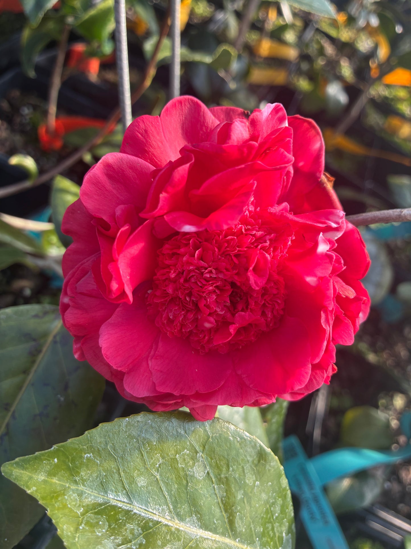 Camellia japonica 'Lila Rosa'