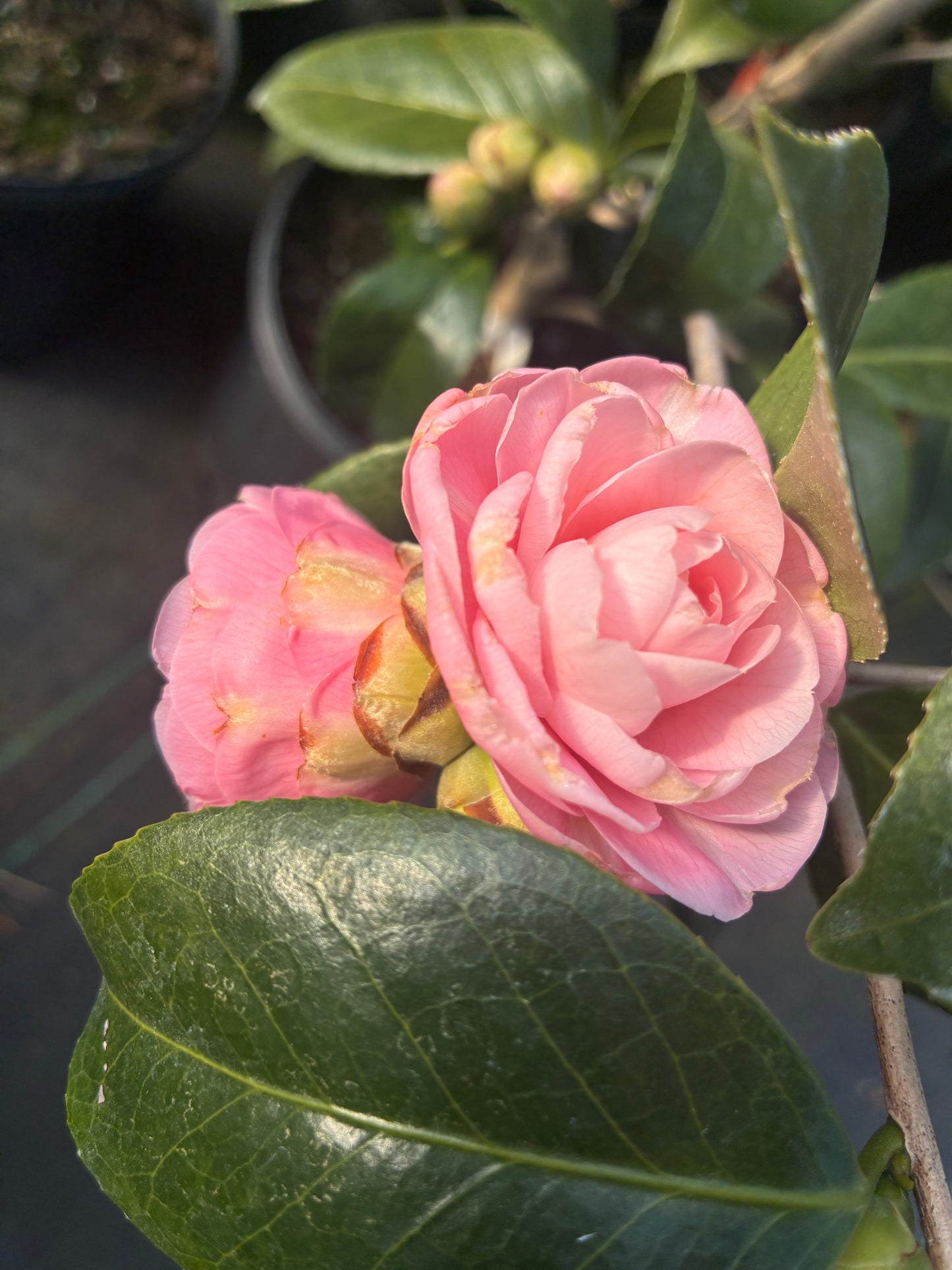 Camellia japonica 'Otome' (Hansen)