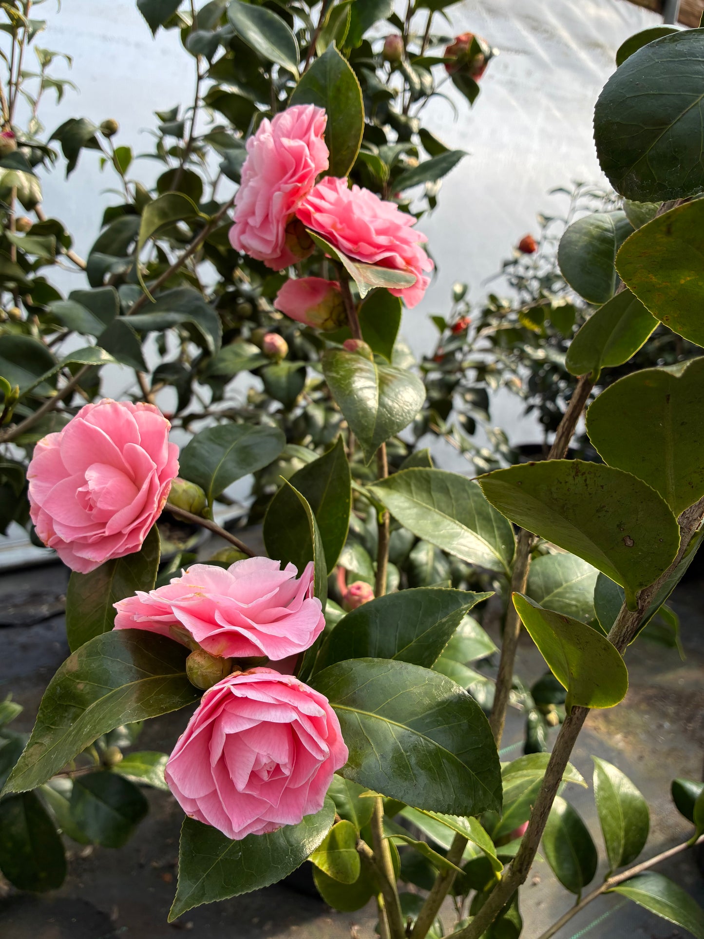 Camellia japonica 'Ella Joe'