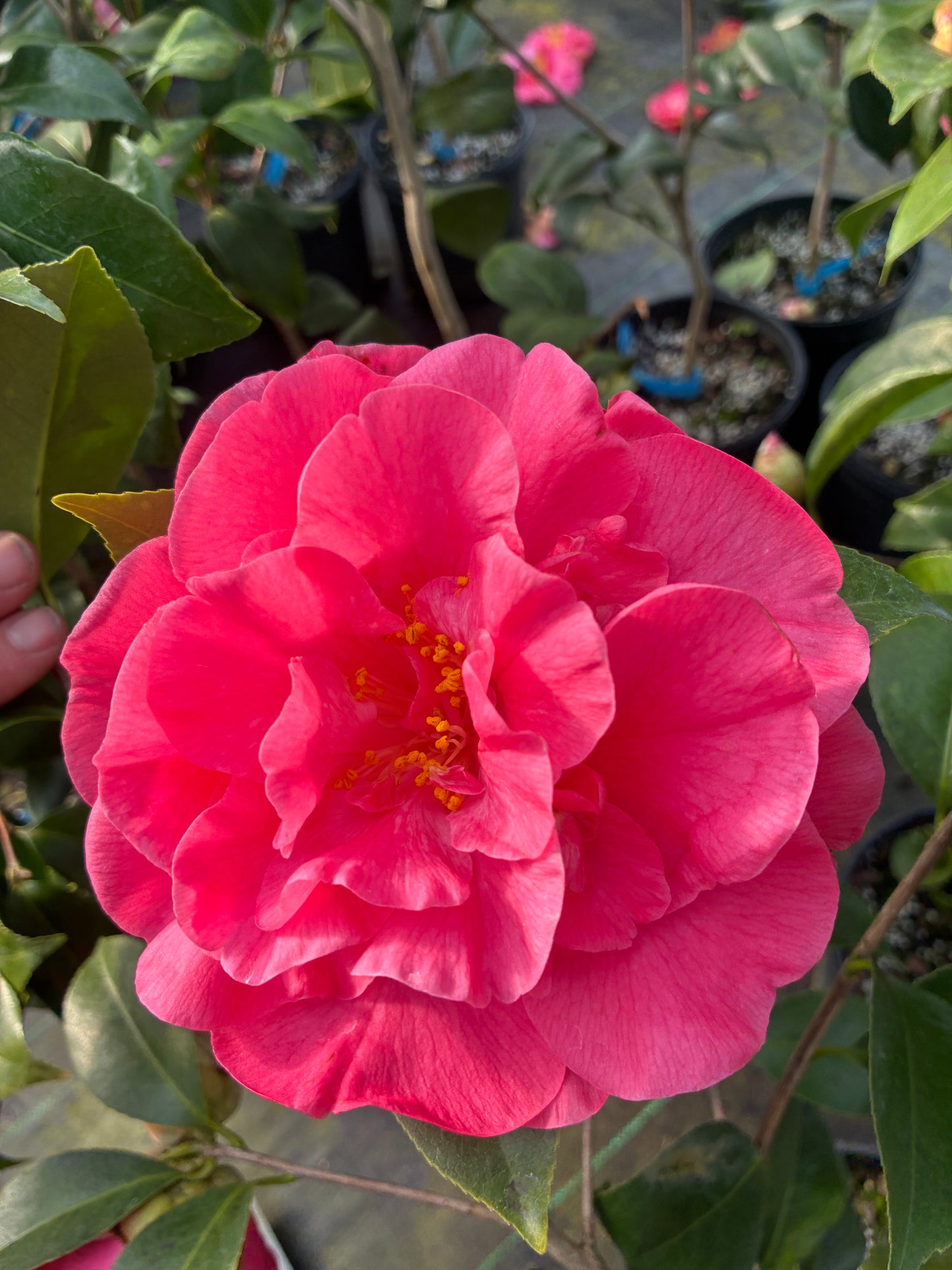 Camellia japonica 'Carter's Sunburst Pink'