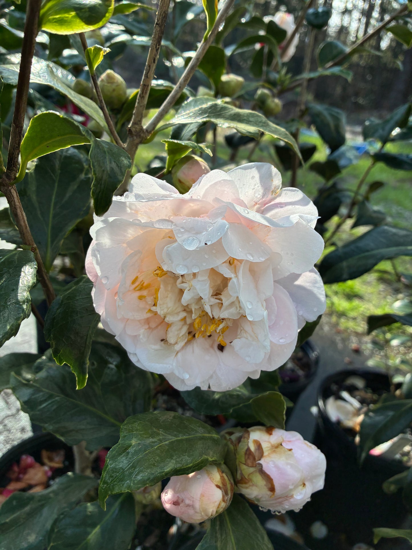 Camellia japonica 'Allie Habel Special'