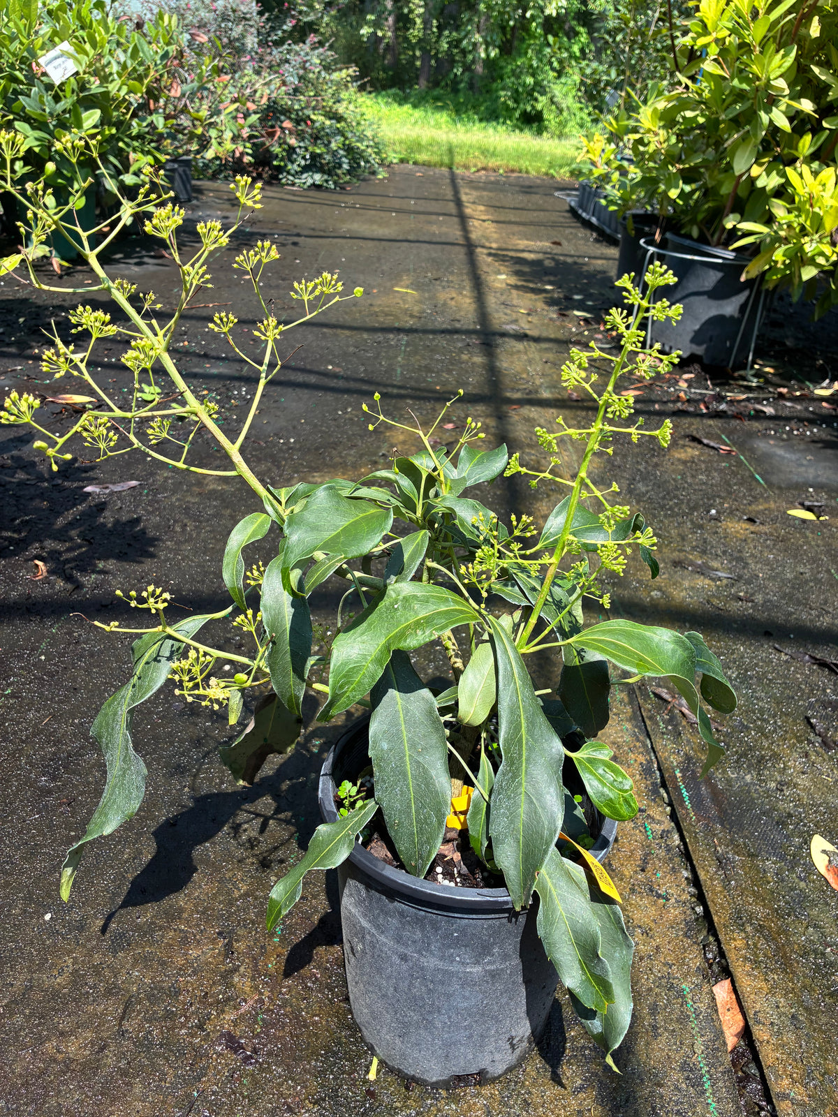 Metapanax davidii
