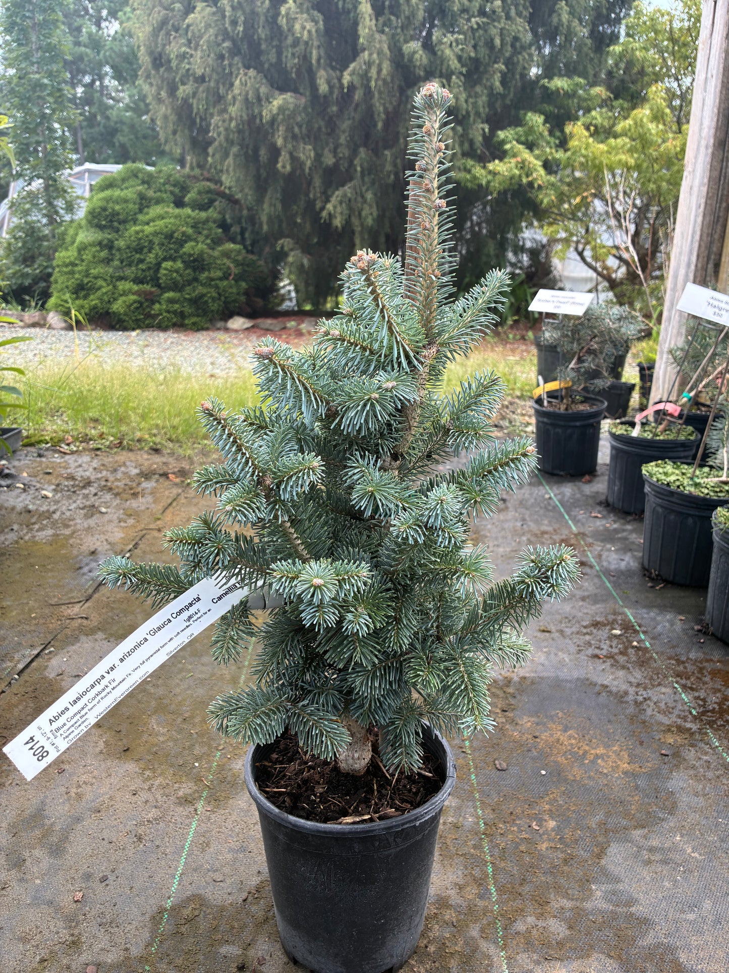 Abies lasiocarpa arizonica 'Glauca Compacta'
