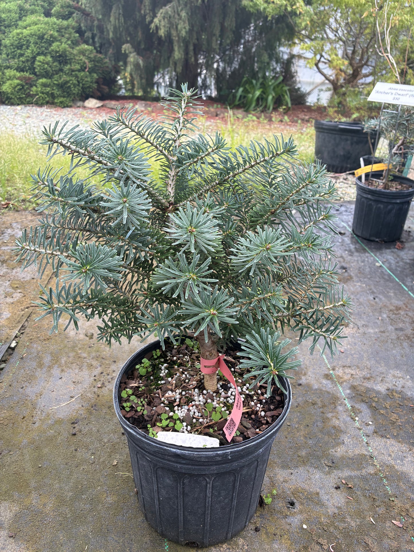 Abies koreana 'Gait' (firma)