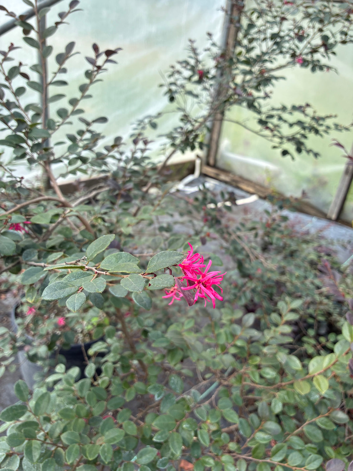 Loropetalum chinense 'Beni Hime'