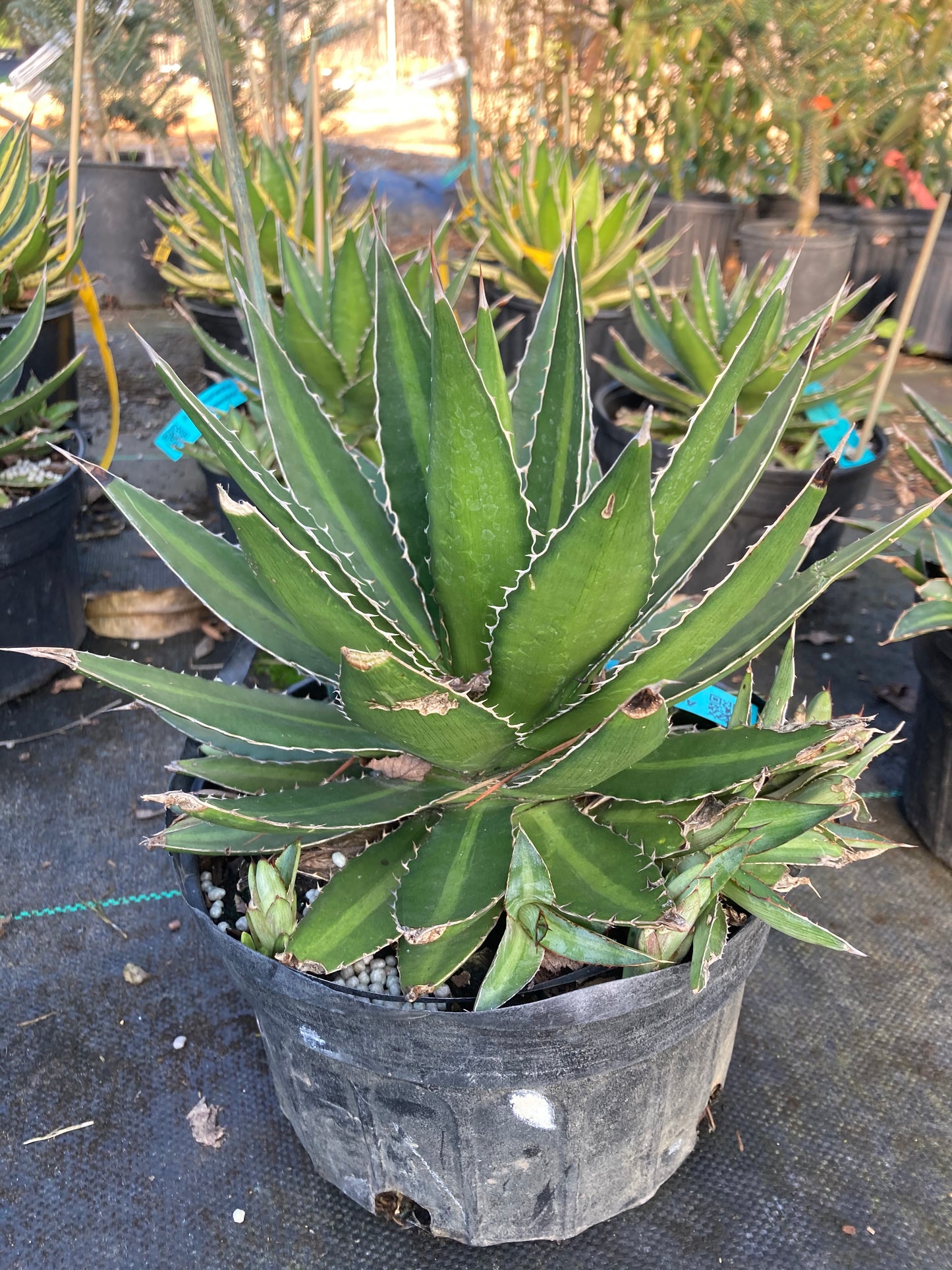 Agave lophantha 'Splendida'