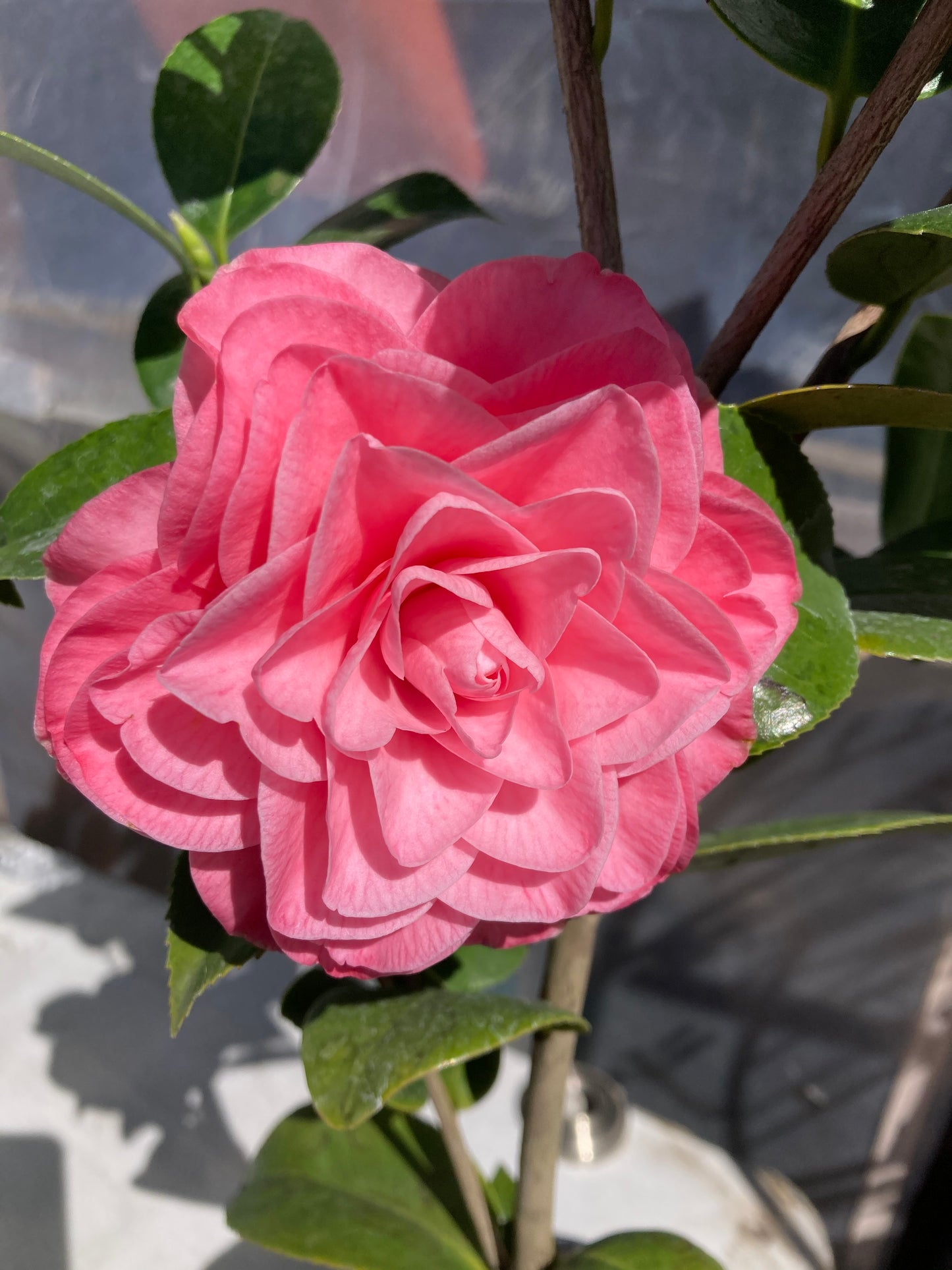 Camellia japonica 'Ella Joe'