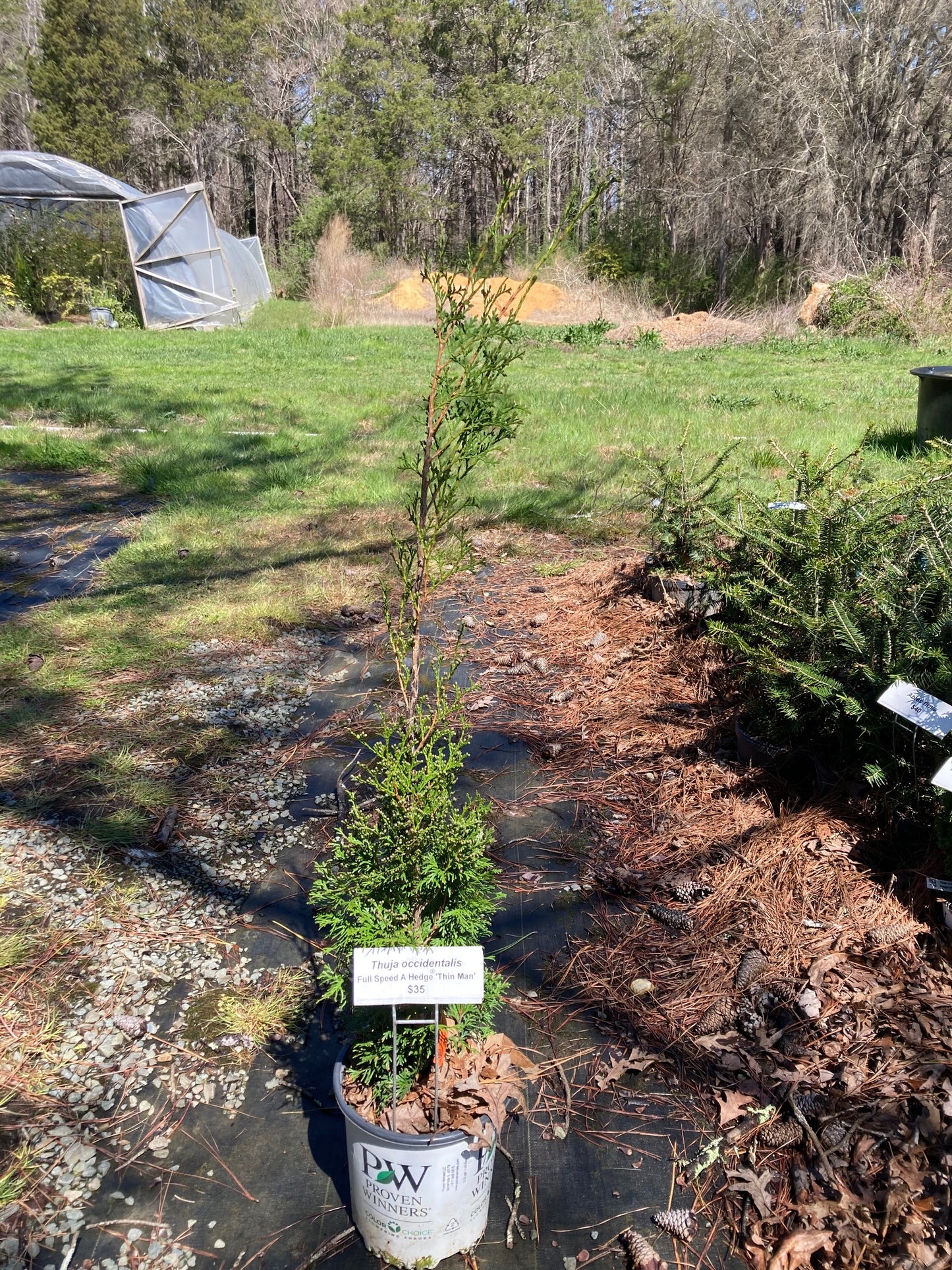 Thuja occidentalis Full speed a Hedge 'Thin Man'