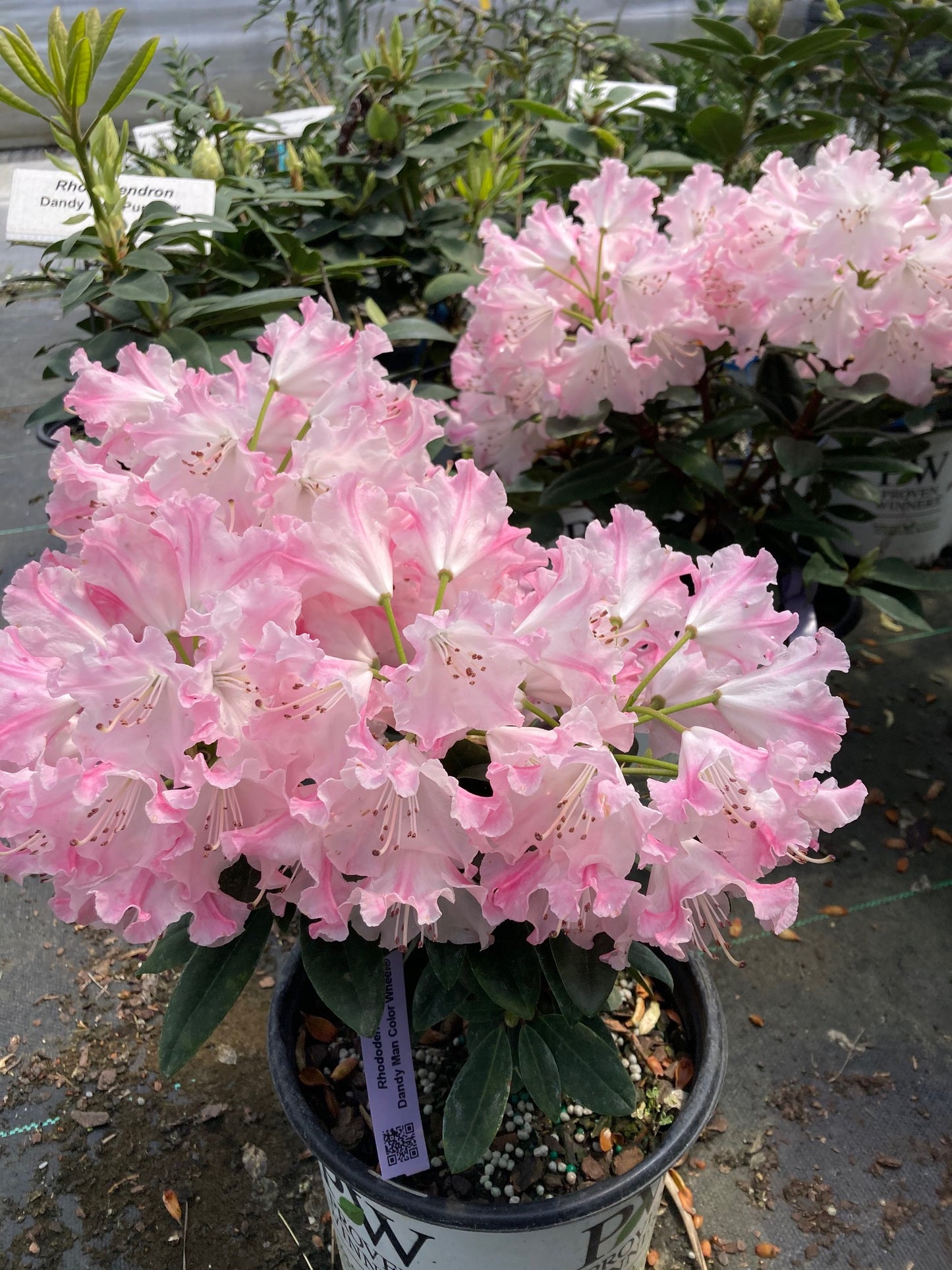Rhododendron 'NCRX1'--PP31150 Dandy Man Color Wheel®