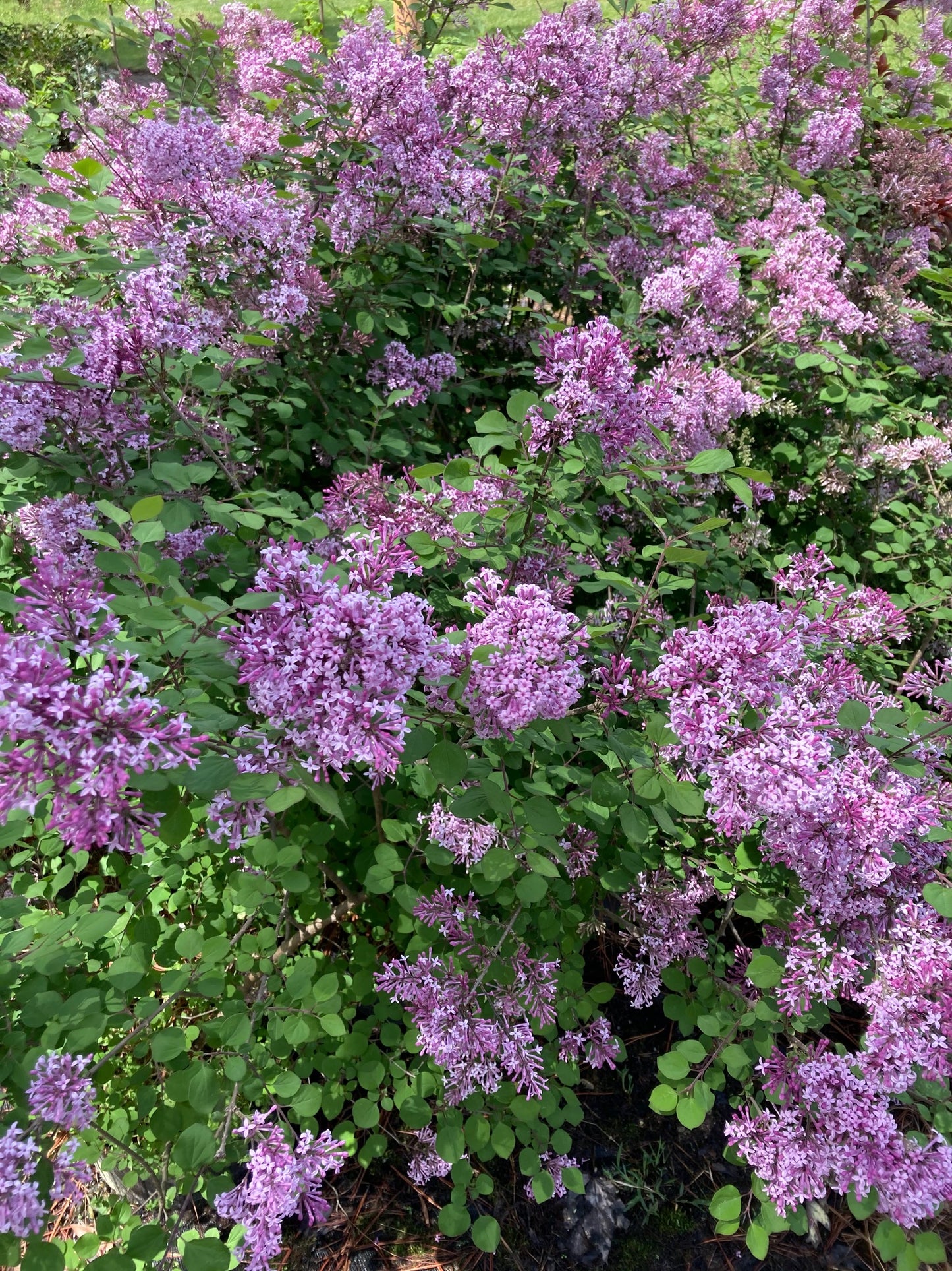 Syringa 'Red Pixie'