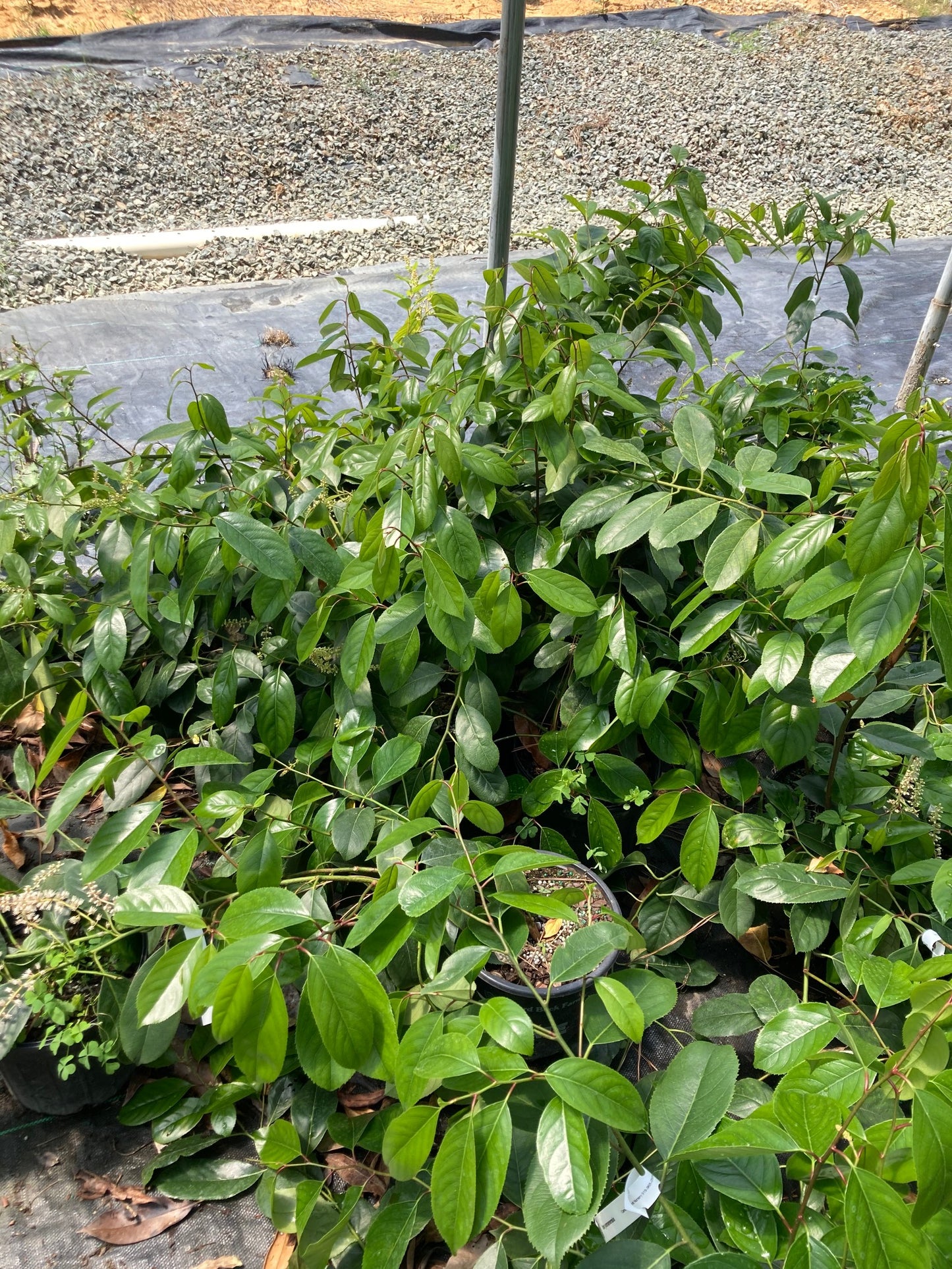 Itea yunnanensis