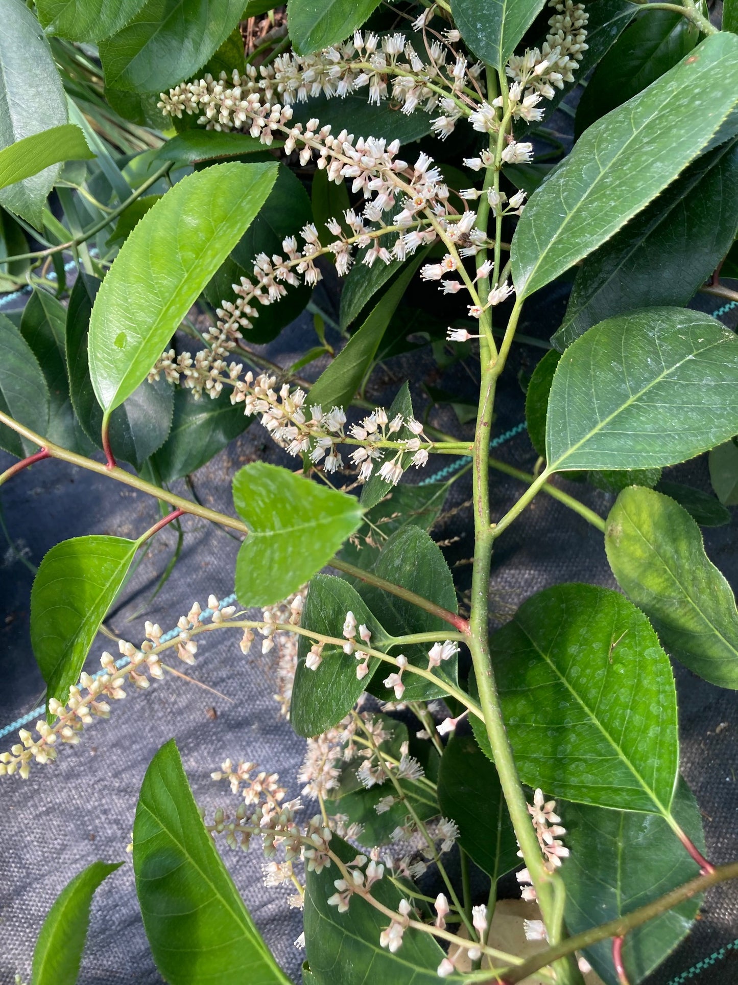 Itea yunnanensis