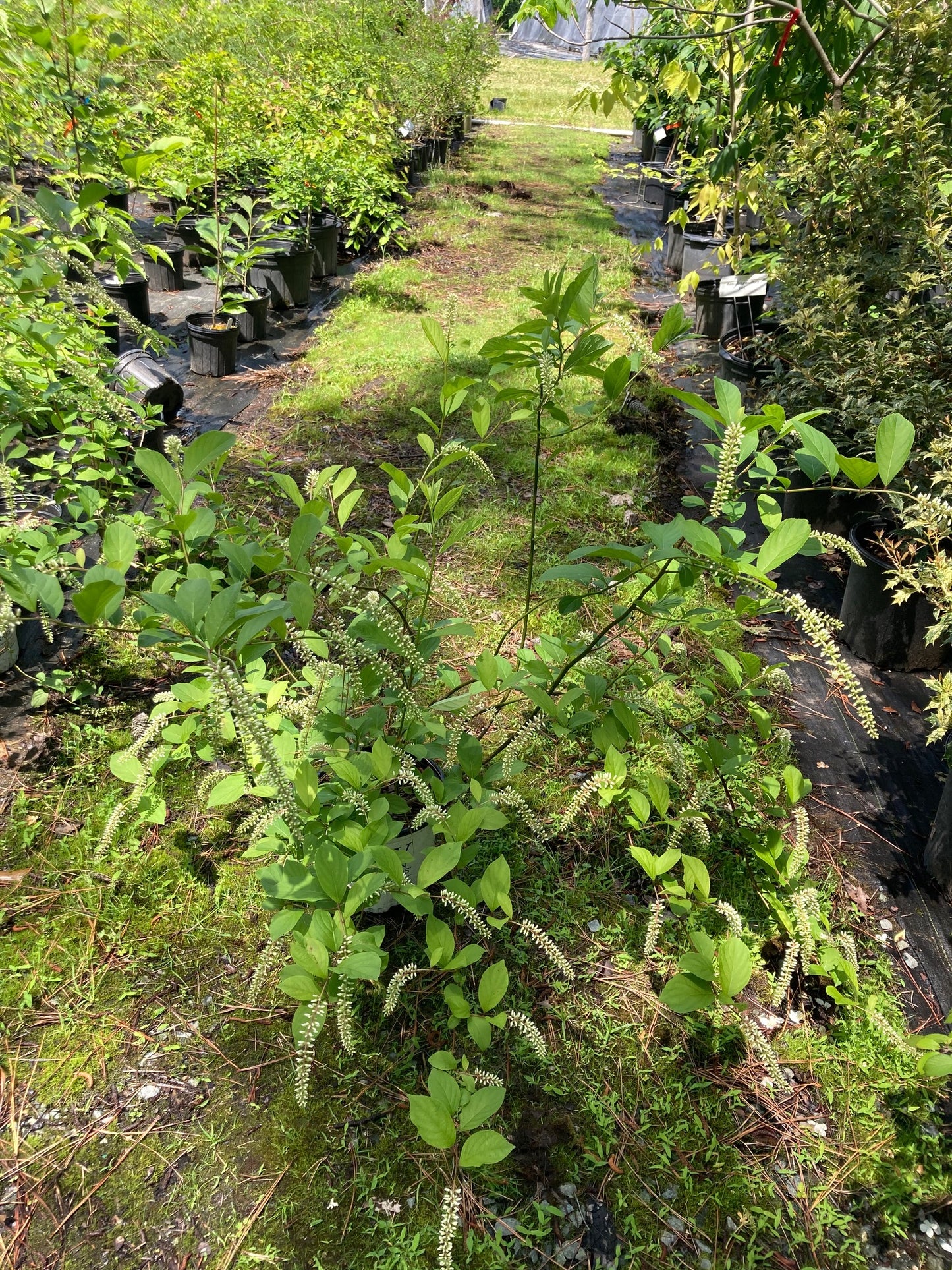 Itea virginica 'SMNIVDFC'--PP30233 Scentlandia®