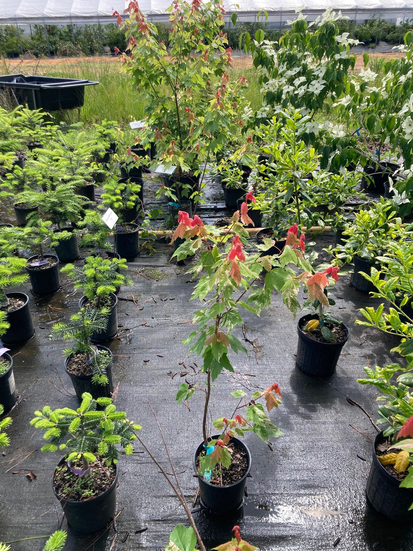 Acer rubrum 'Spitfire'