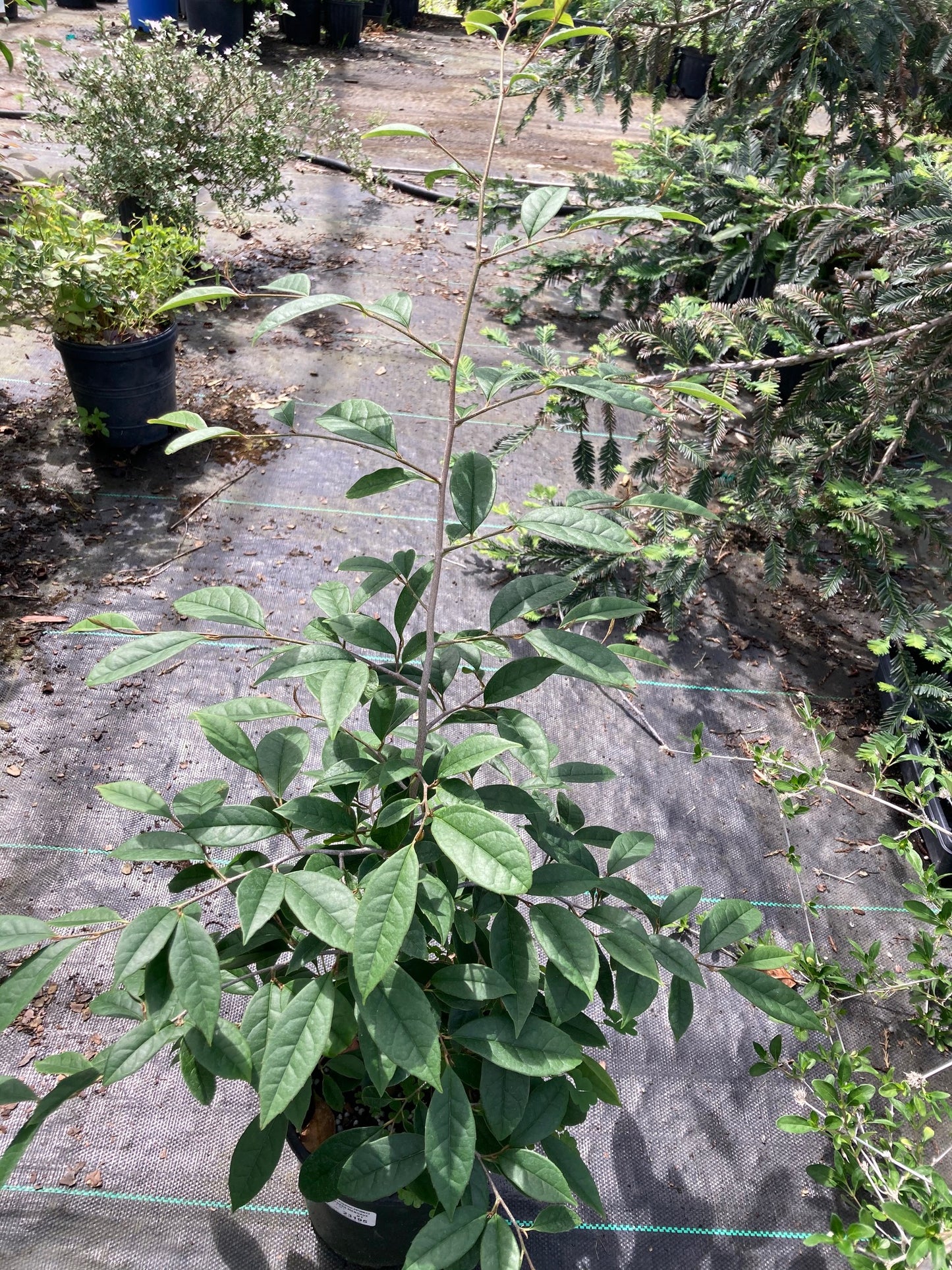 Sycopsis sinensis