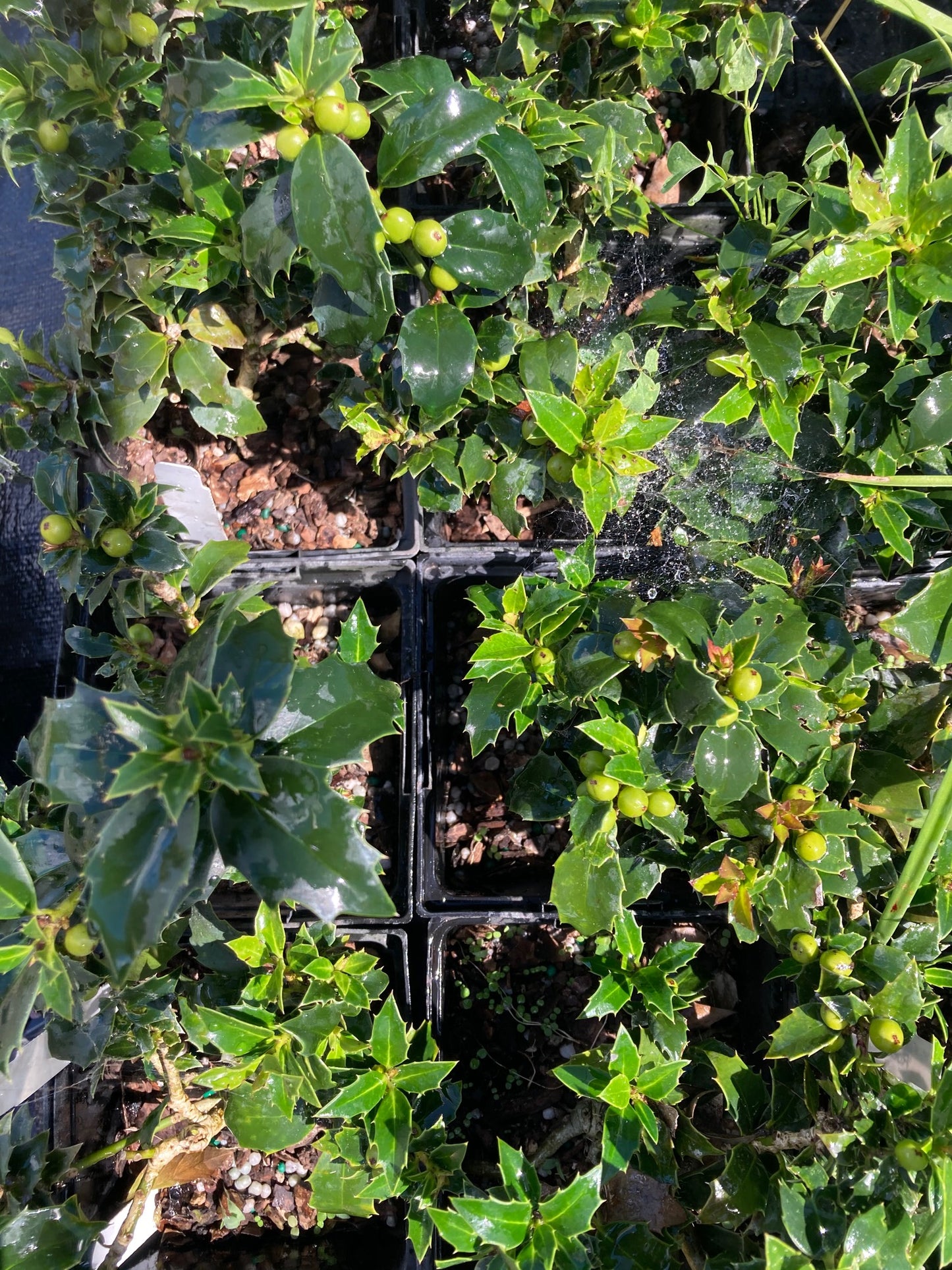 Ilex x 'Rock Garden'