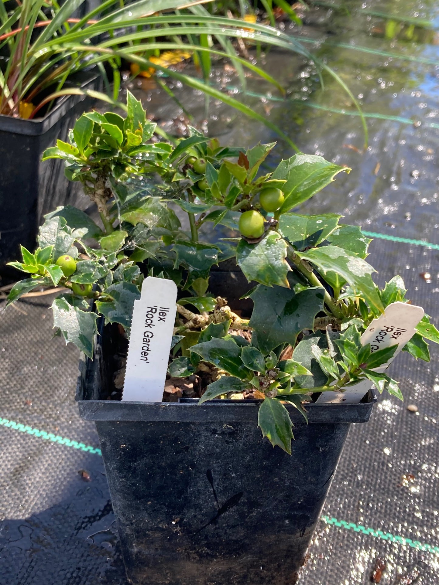 Ilex x 'Rock Garden'