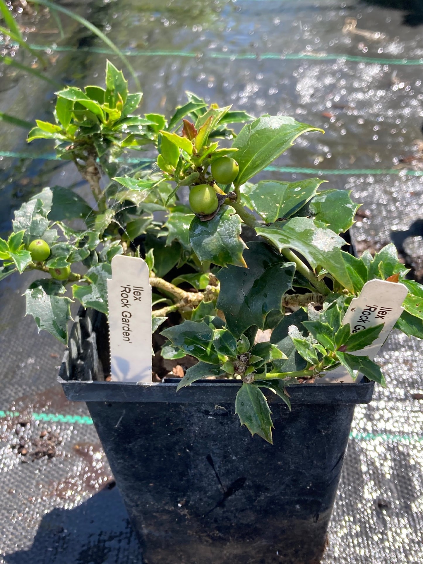 Ilex x 'Rock Garden'