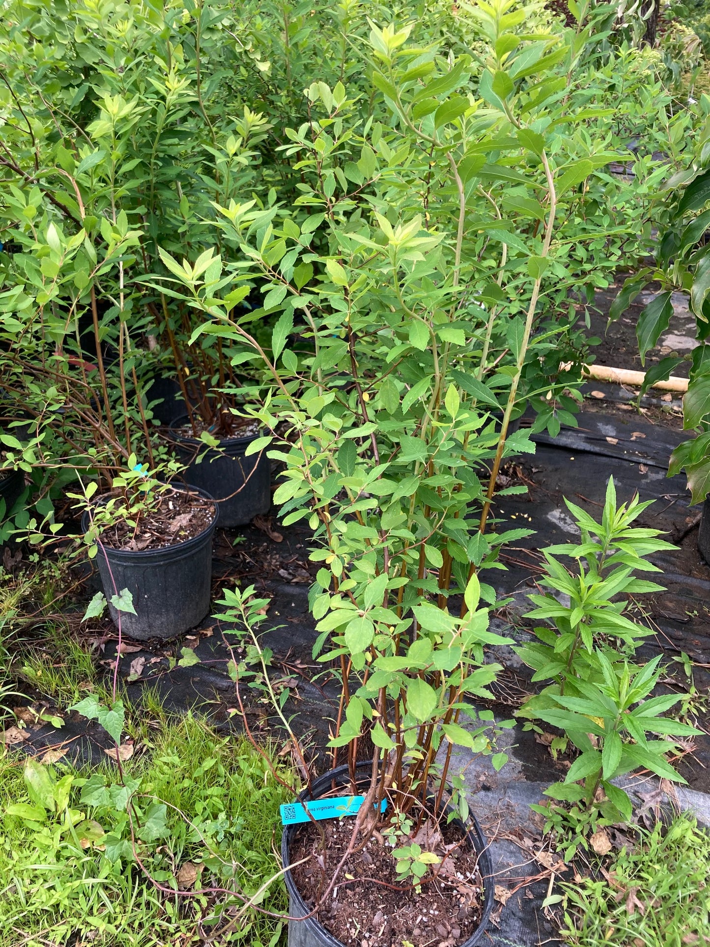 Spiraea virginiana