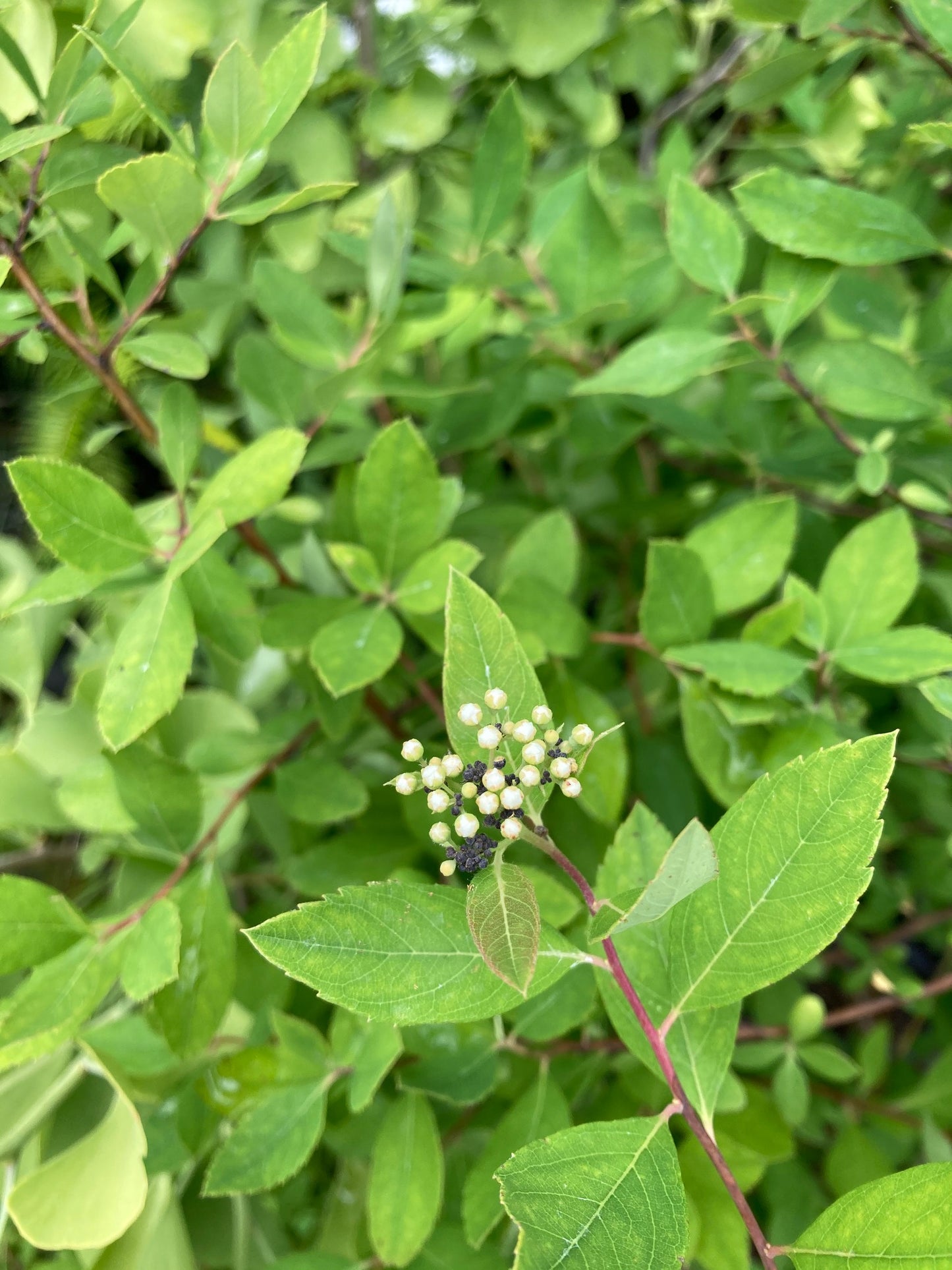 Spiraea virginiana