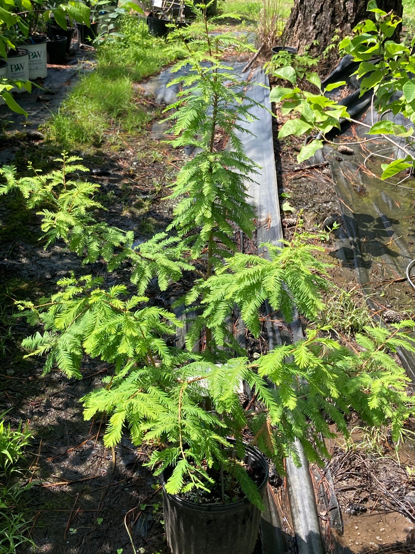 Taxodium distichum 'Jim's Little Guy'