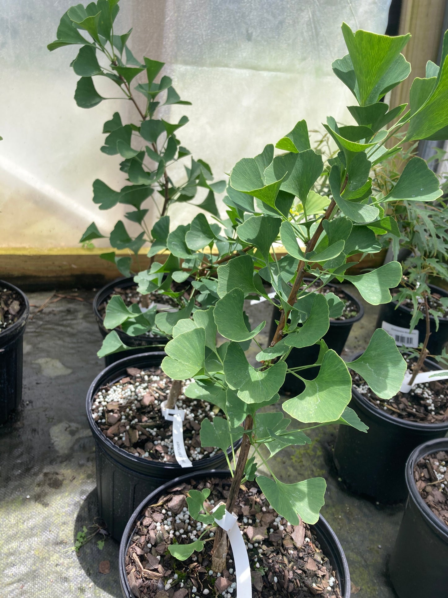 Ginkgo biloba 'JN9' Sky Tower