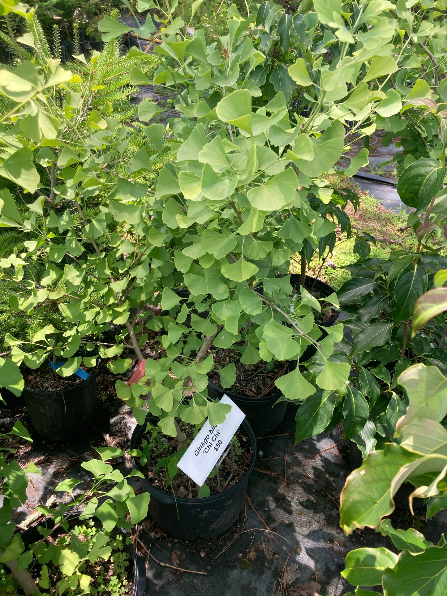Ginkgo biloba 'Chi Chi'