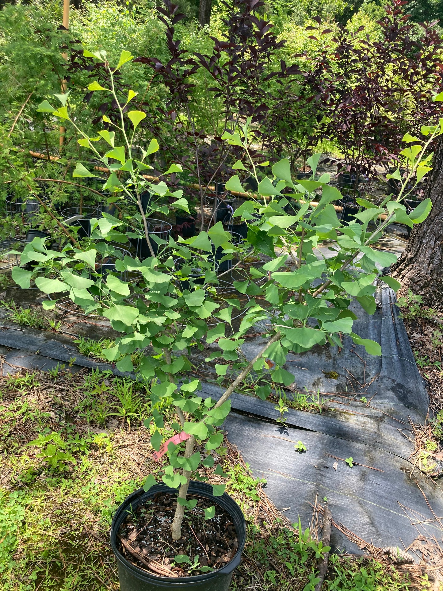 Ginkgo biloba 'Chi Chi'