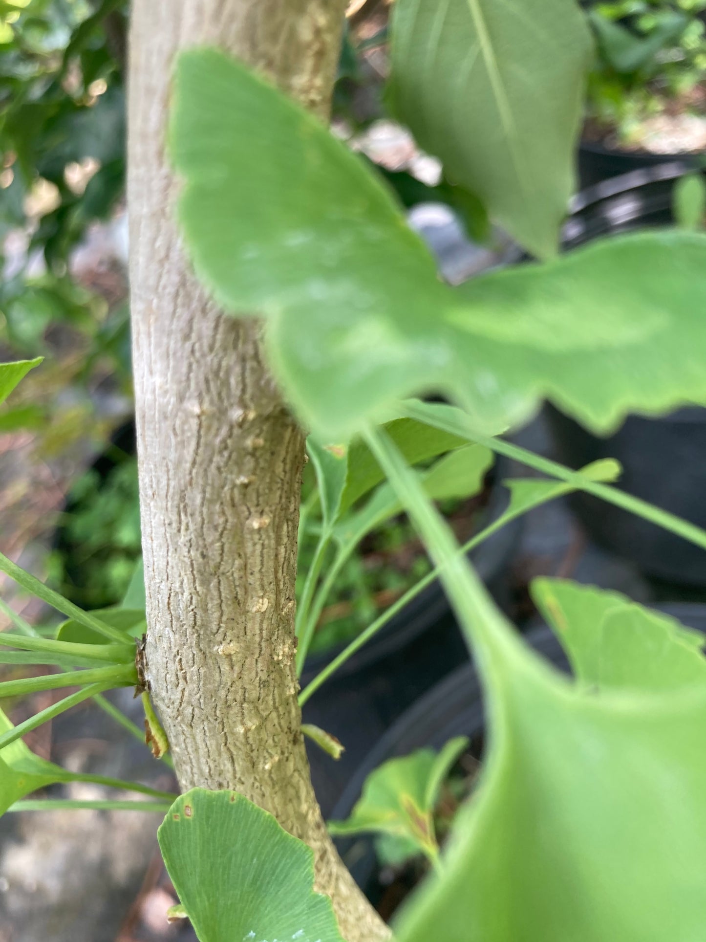 Ginkgo biloba 'Chi Chi'