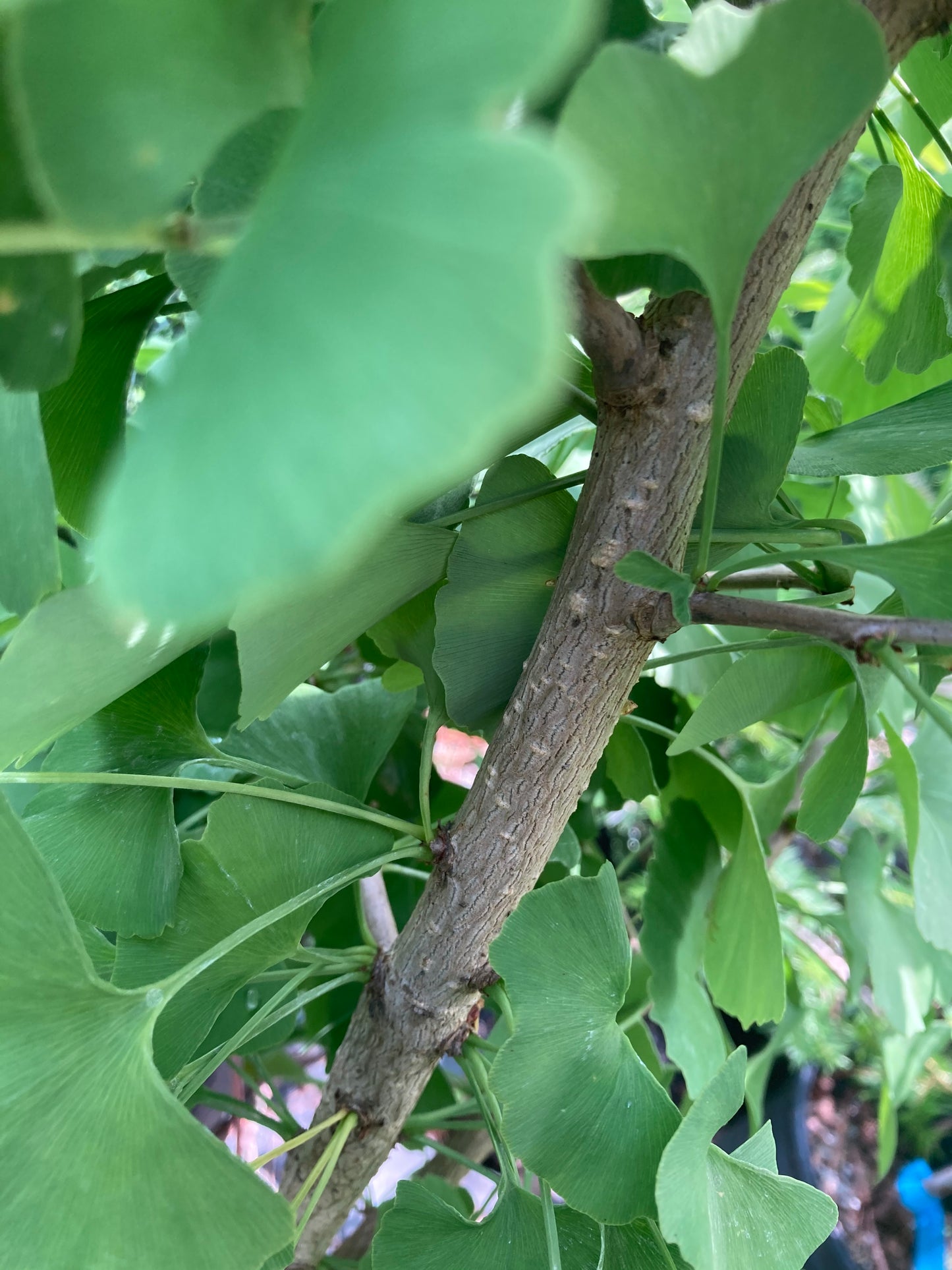 Ginkgo biloba 'Chi Chi'