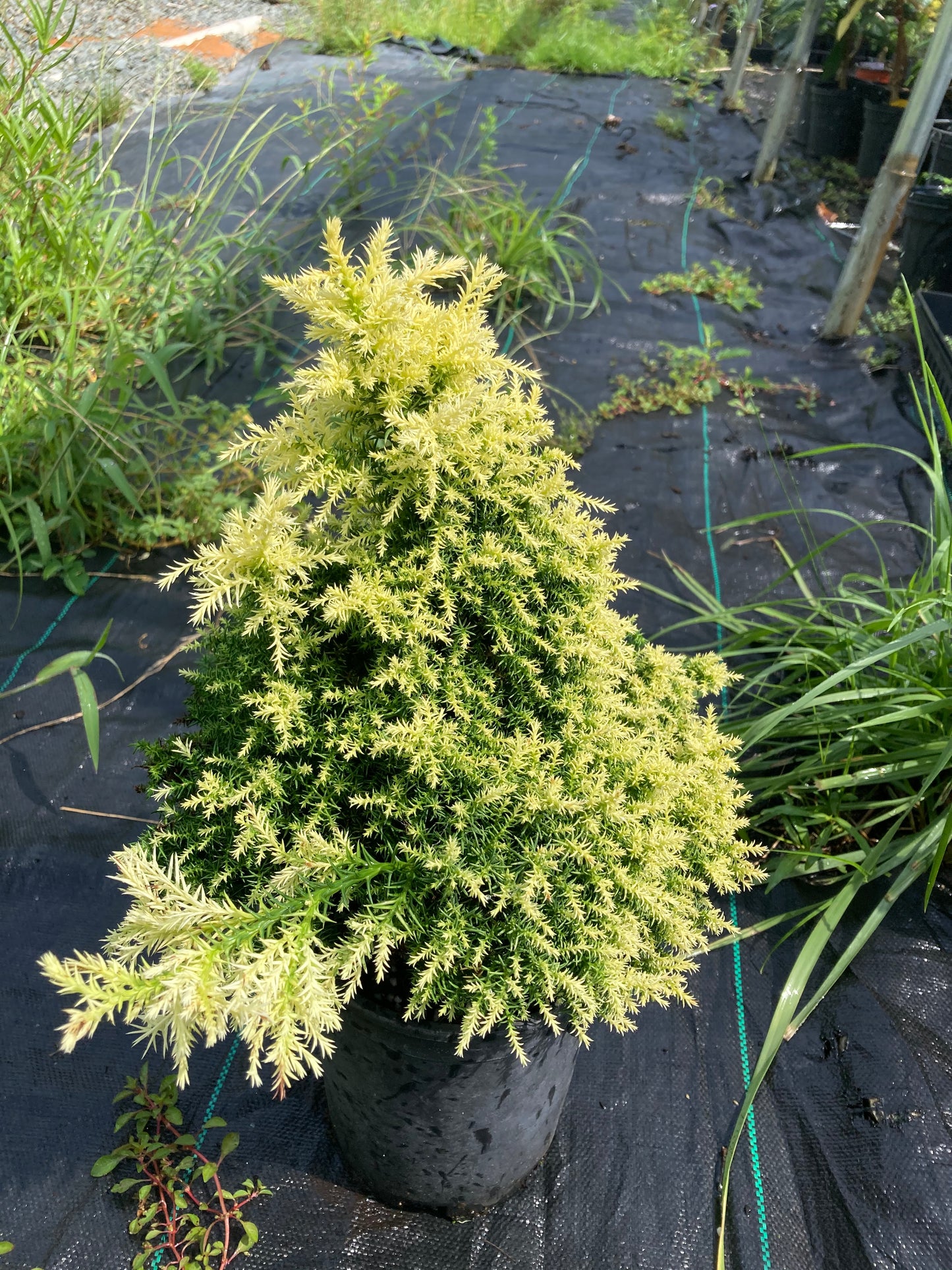 Cryptomeria japonica 'Twinkle Toes'