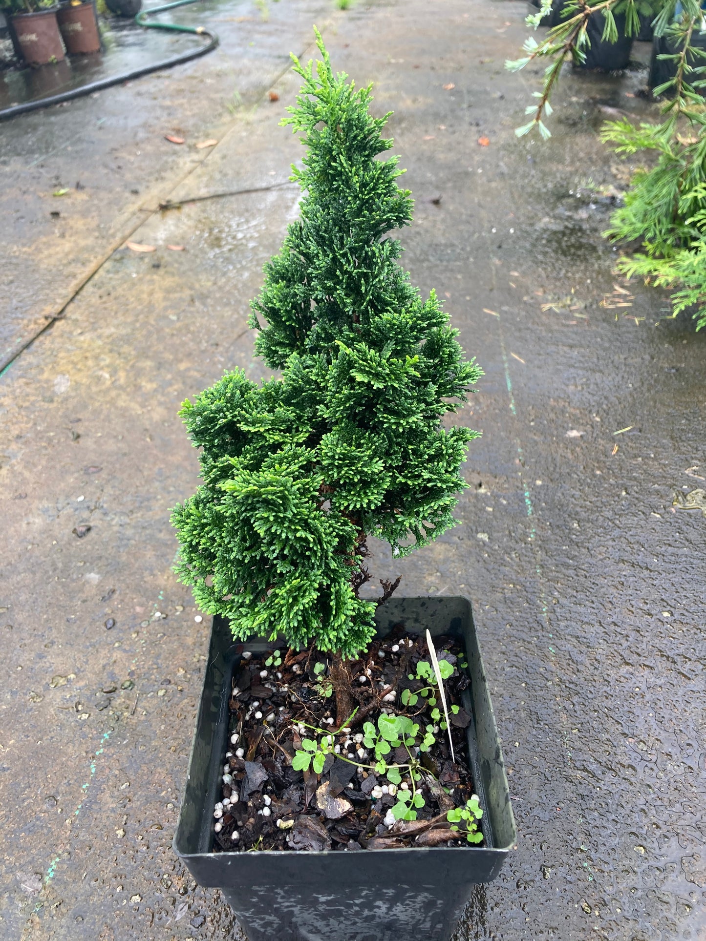 Chamaecyparis obtusa 'Bess'
