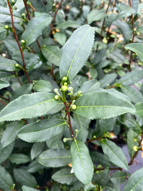 Camellia sinensis 'Brew-Tea-Ful'™