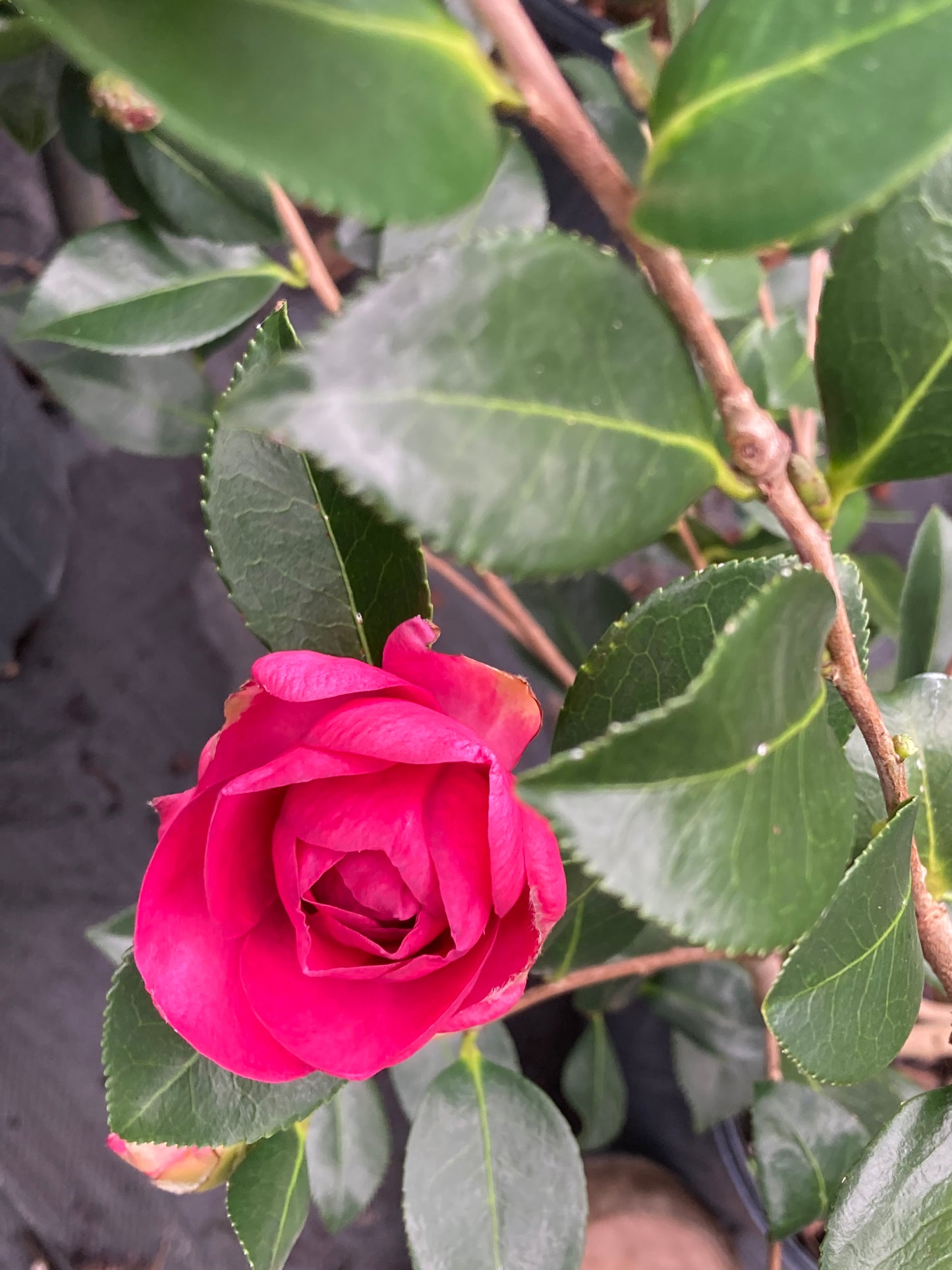 Camellia sasanqua 'No Doubt'