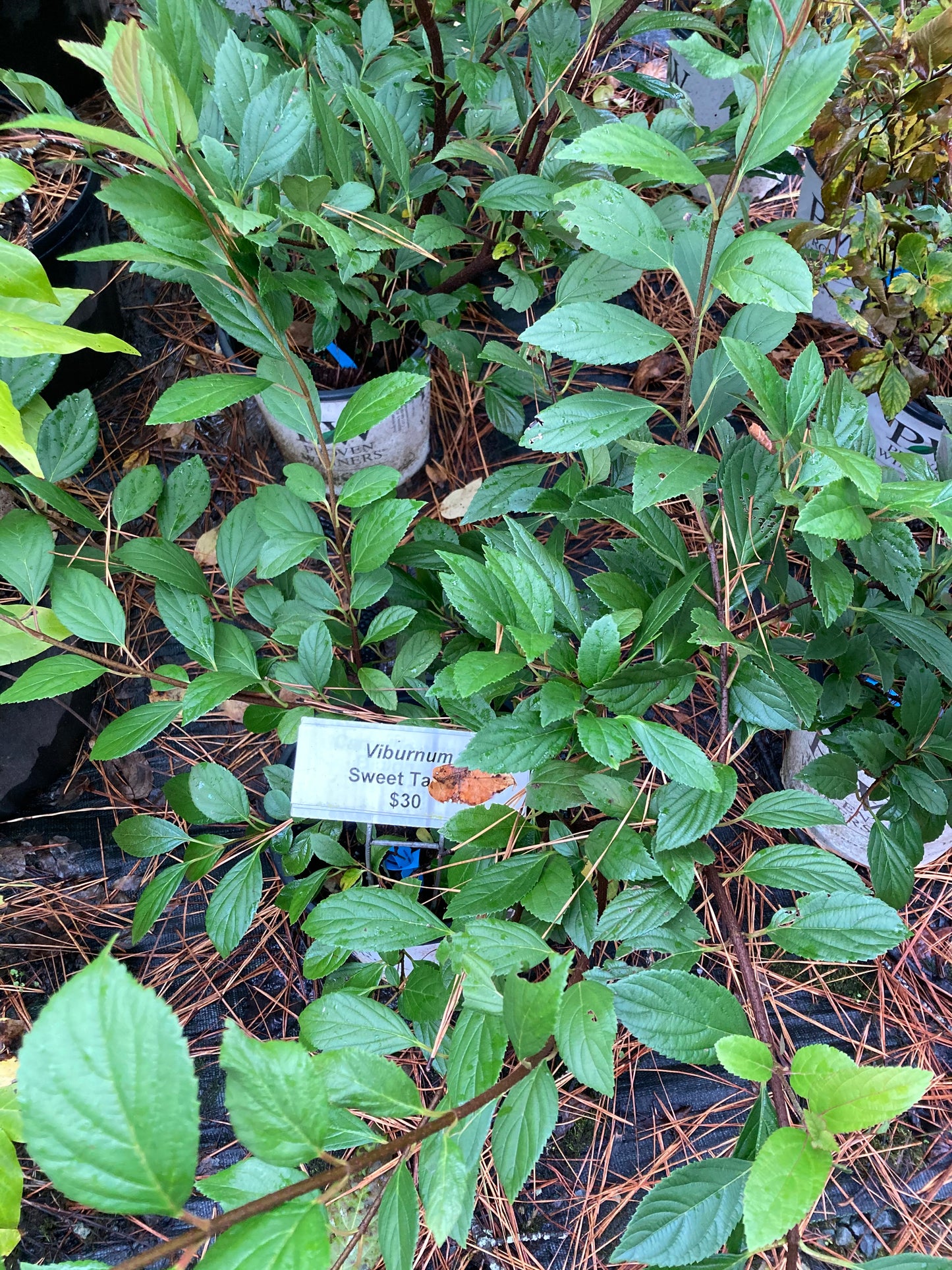 Viburnum--PP33229 Sweet Talker®